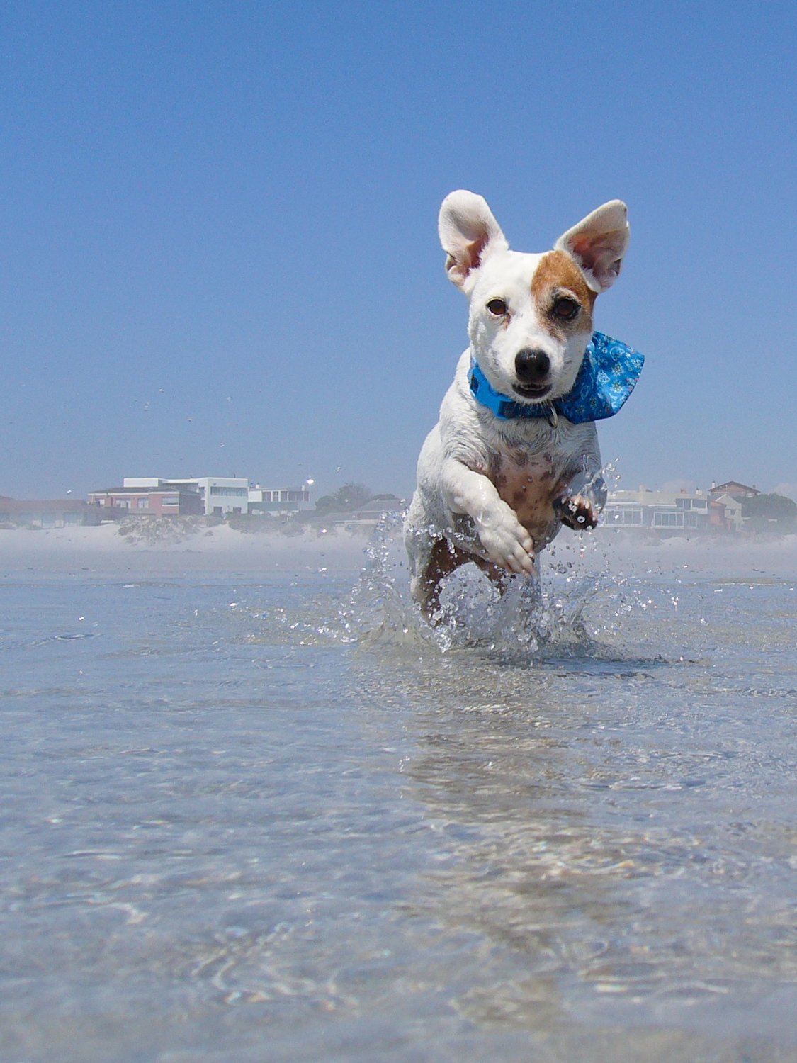 Pets with Paws Photo Contest—Official 2025 BYC Mini-Contest 80.jpg