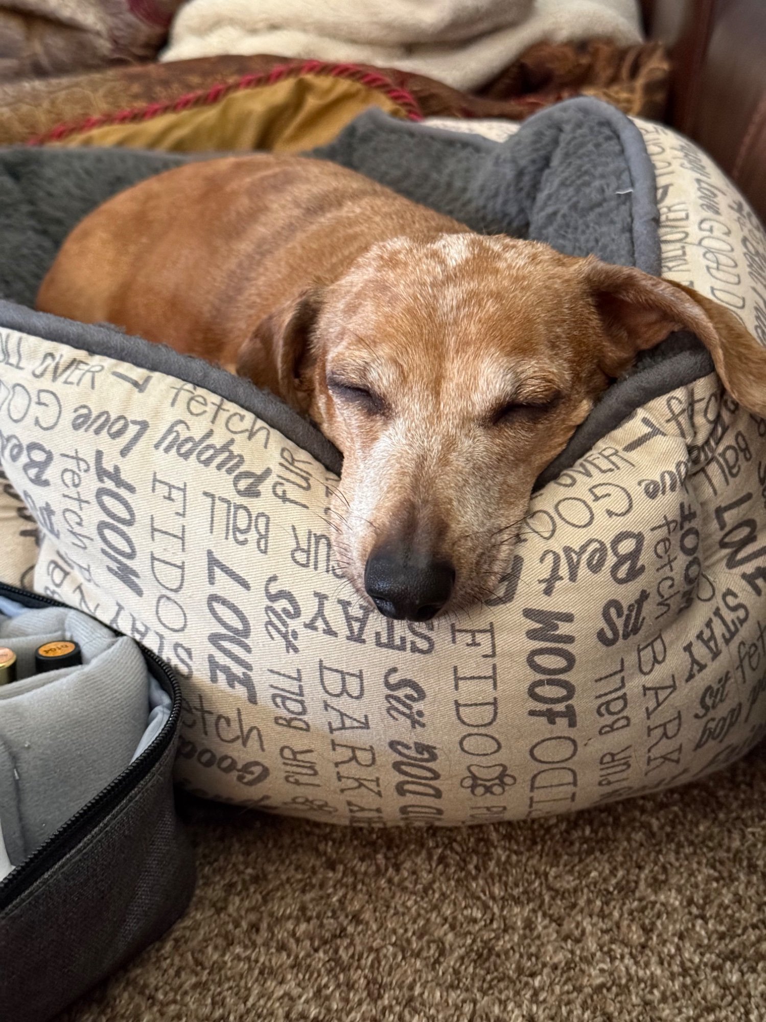 Pets with Paws Photo Contest—Official 2025 BYC Mini-Contest 83.jpg