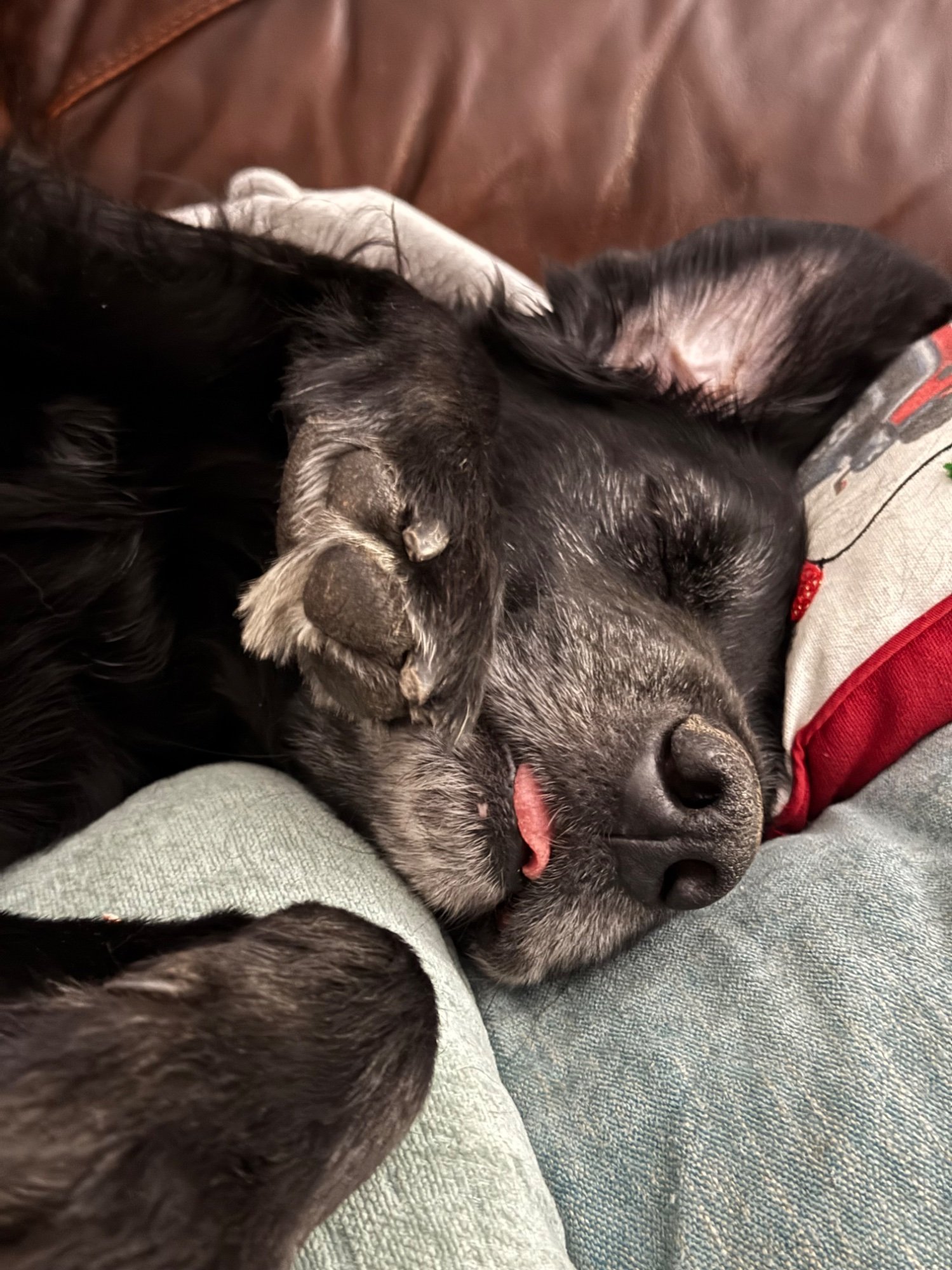 Pets with Paws Photo Contest—Official 2025 BYC Mini-Contest 84.jpg