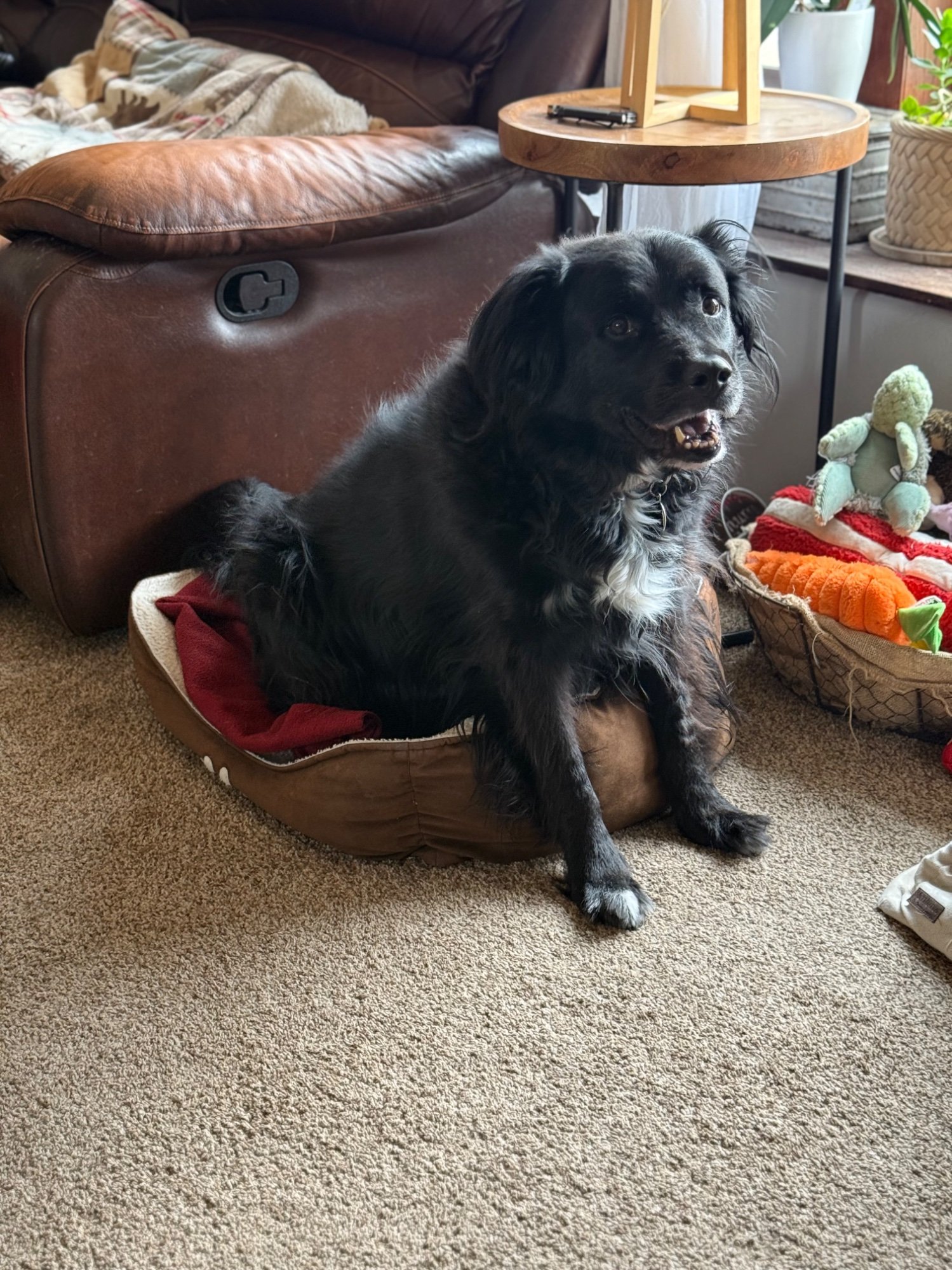 Pets with Paws Photo Contest—Official 2025 BYC Mini-Contest 85.jpg