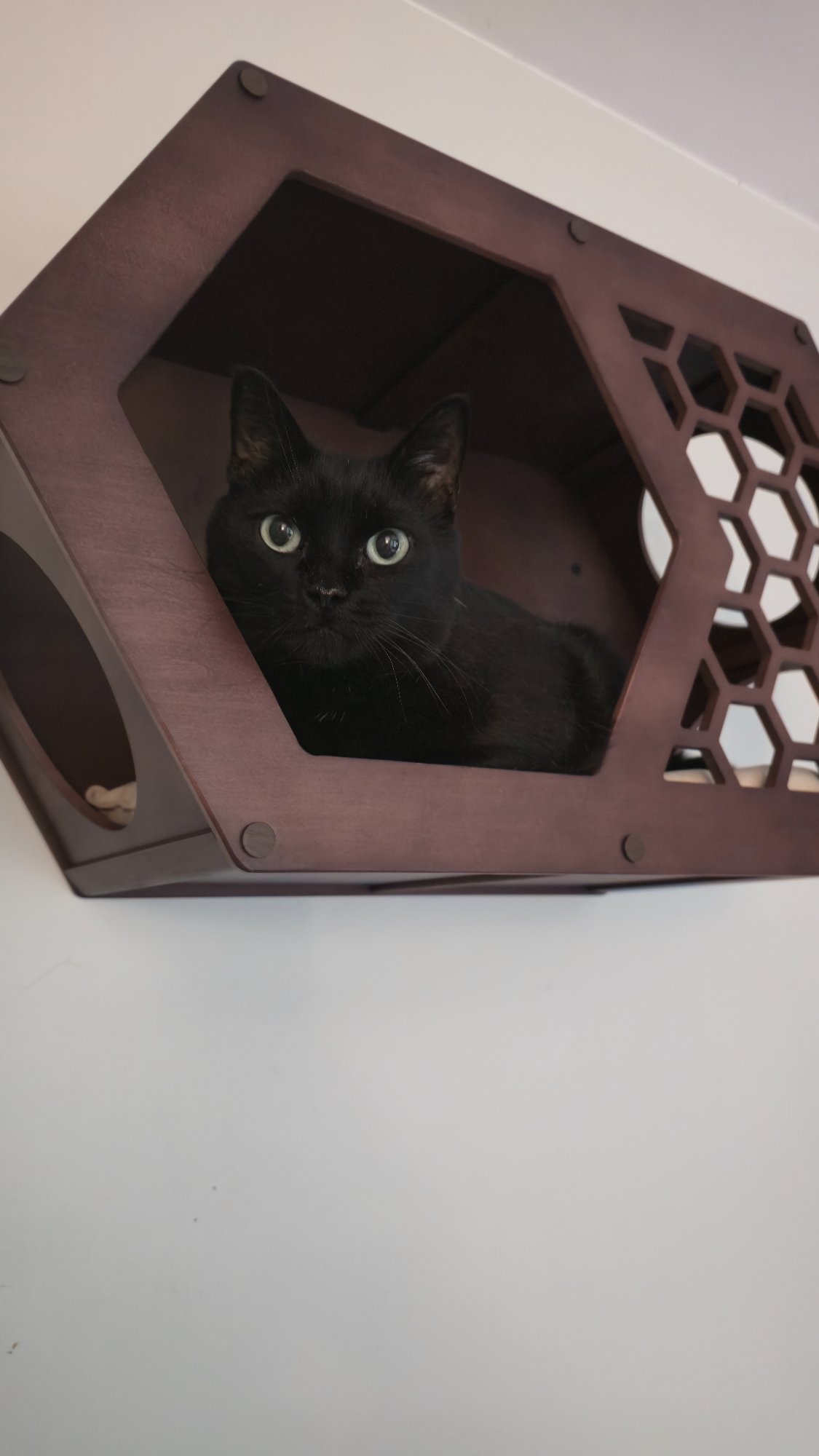 Pets with Paws Photo Contest—Official 2025 BYC Mini-Contest 87.jpg