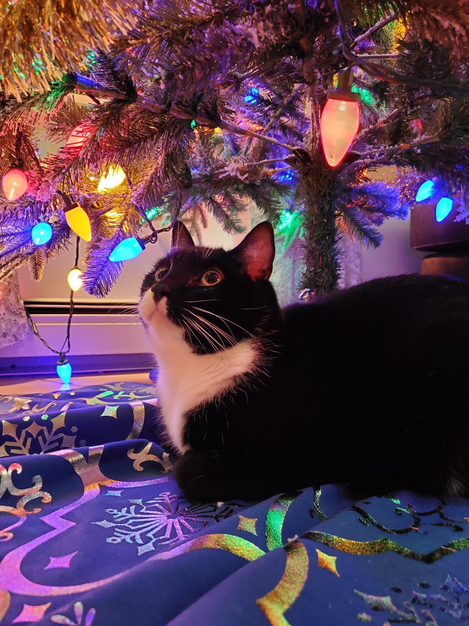 Pets with Paws Photo Contest—Official 2025 BYC Mini-Contest 88.jpg