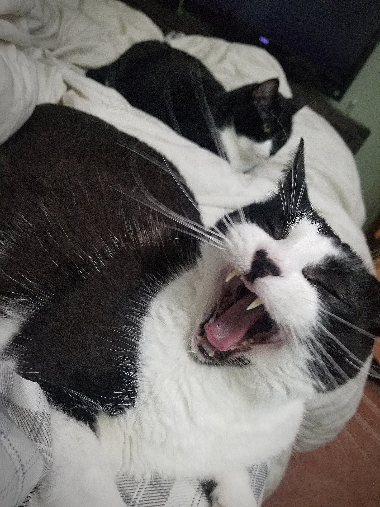 Pets with Paws Photo Contest—Official 2025 BYC Mini-Contest 89.jpg