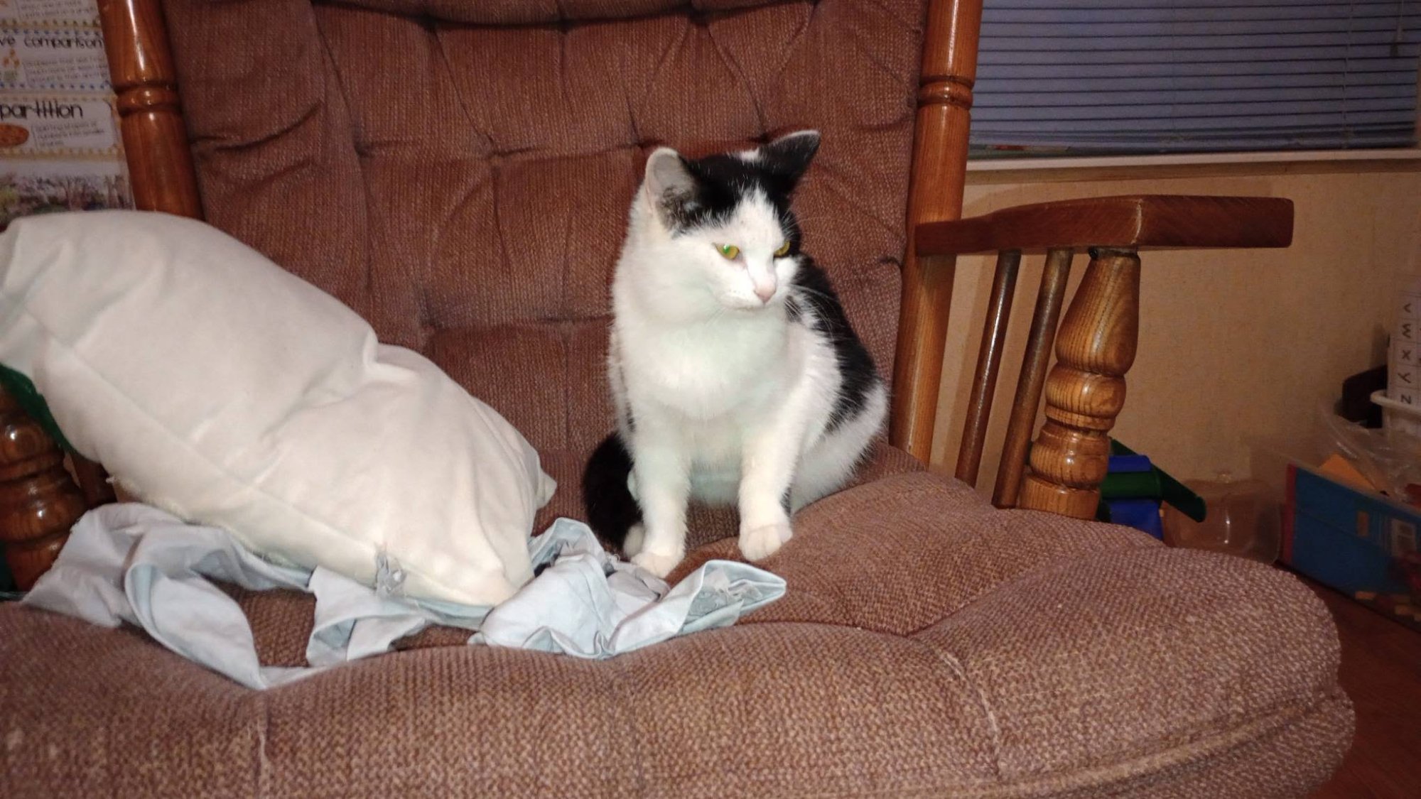 Pets with Paws Photo Contest—Official 2025 BYC Mini-Contest 9.jpg