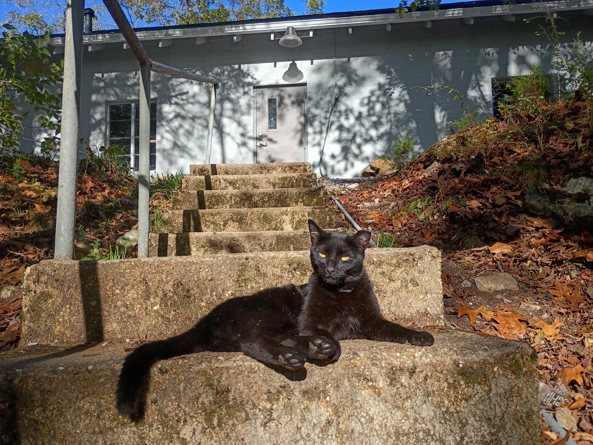 Pets with Paws Photo Contest—Official 2025 BYC Mini-Contest 90.jpg