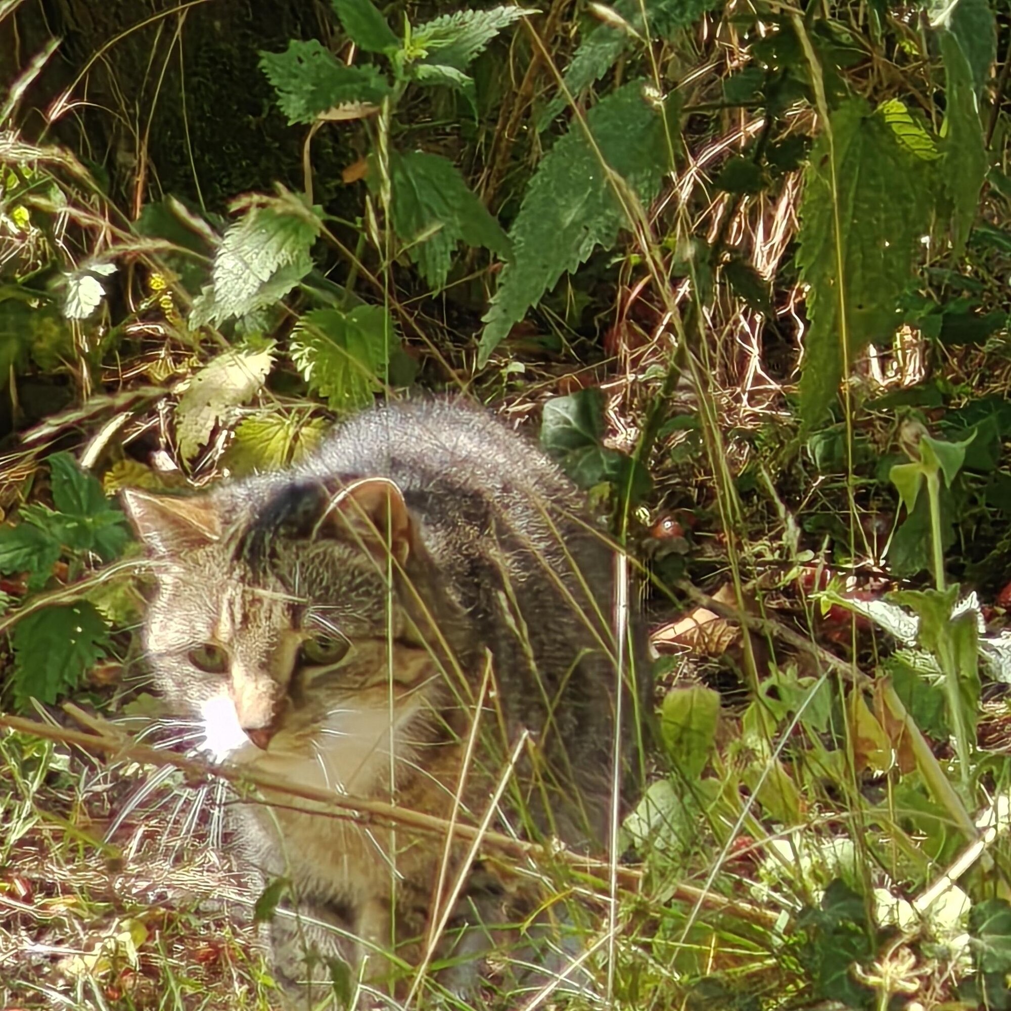 Pets with Paws Photo Contest—Official 2025 BYC Mini-Contest 91.jpg