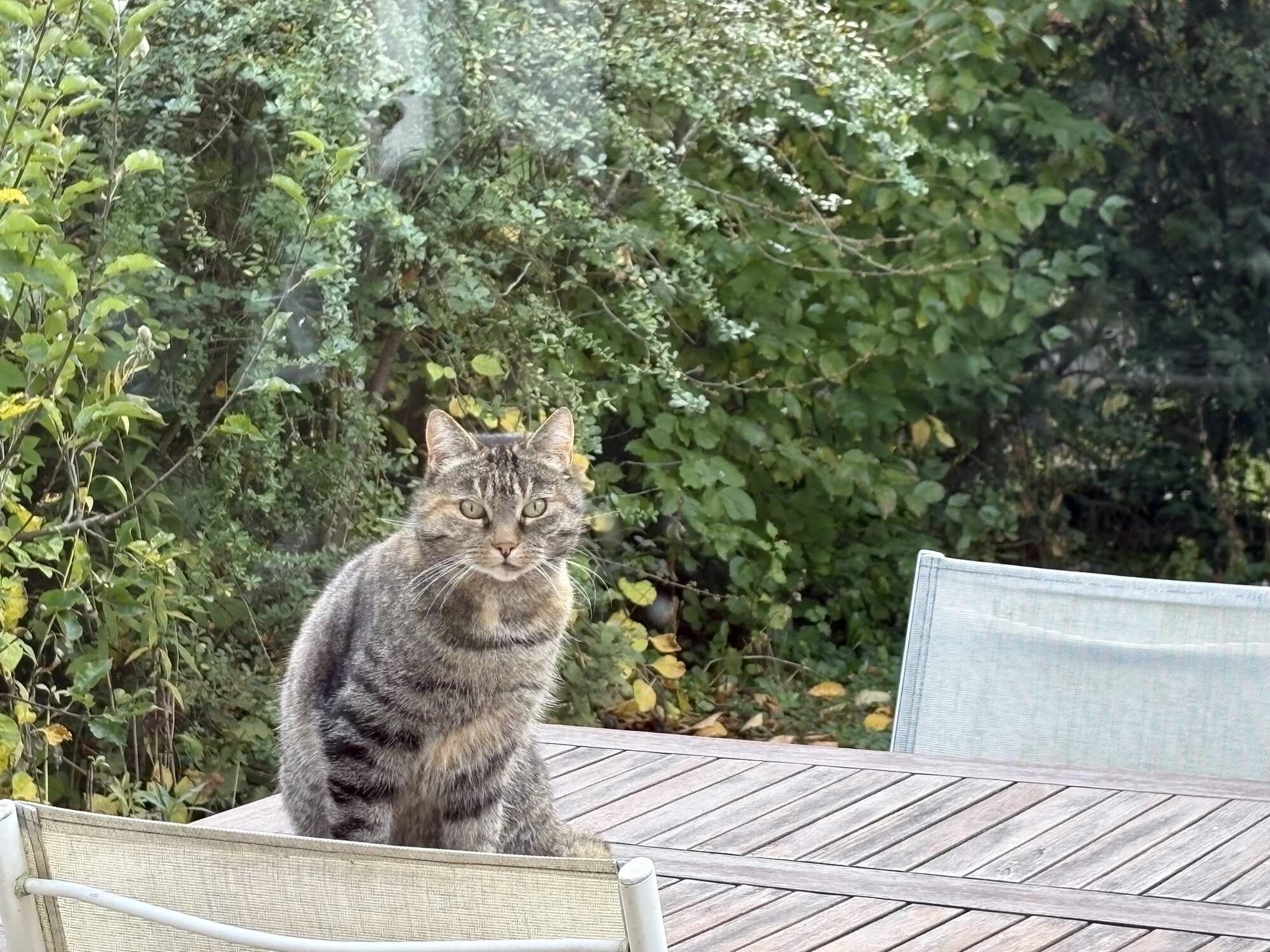 Pets with Paws Photo Contest—Official 2025 BYC Mini-Contest 93.jpg