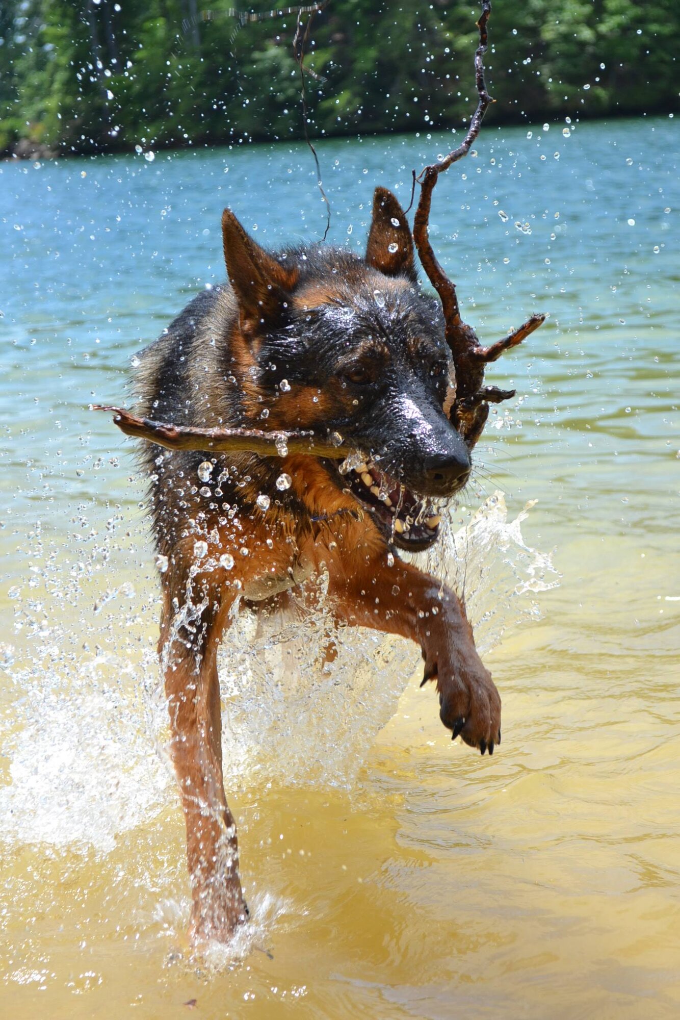 Pets with Paws Photo Contest—Official 2025 BYC Mini-Contest 94.jpg