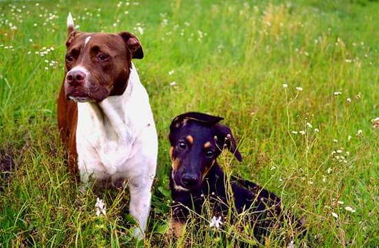 Pets with Paws Photo Contest—Official 2025 BYC Mini-Contest 96.jpg