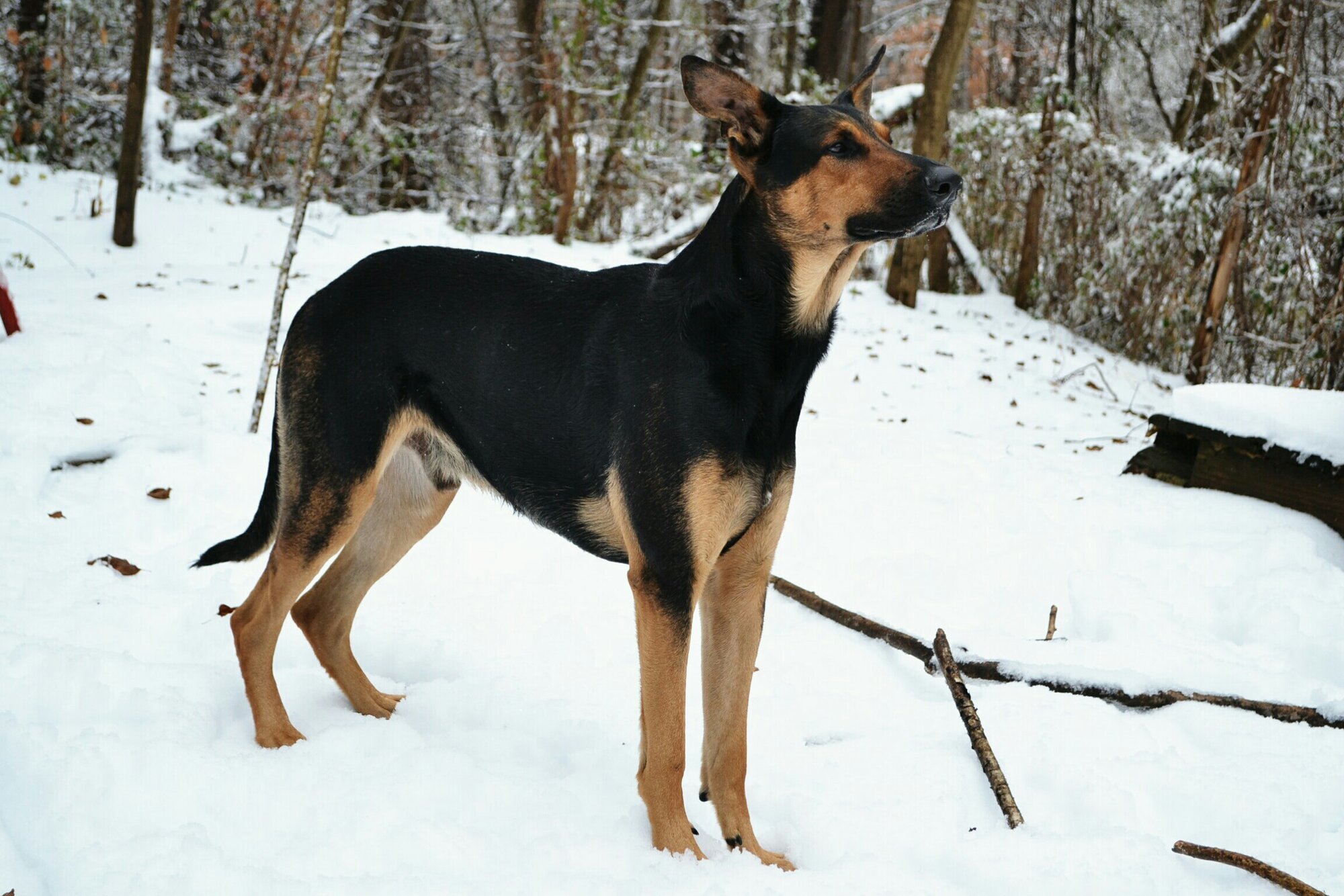 Pets with Paws Photo Contest—Official 2025 BYC Mini-Contest 97.jpg