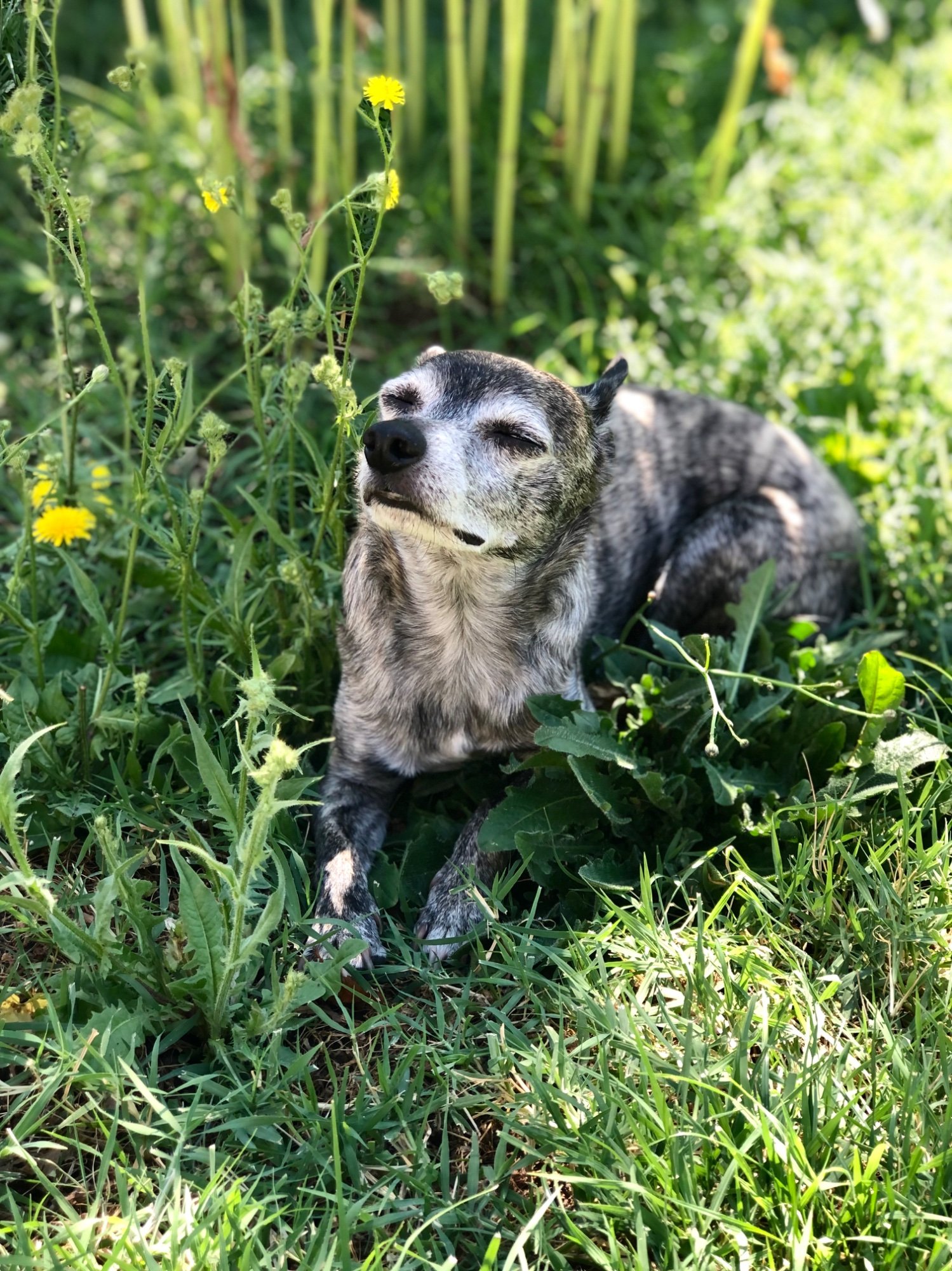 Pets with Paws Photo Contest—Official 2025 BYC Mini-Contest 98.jpg