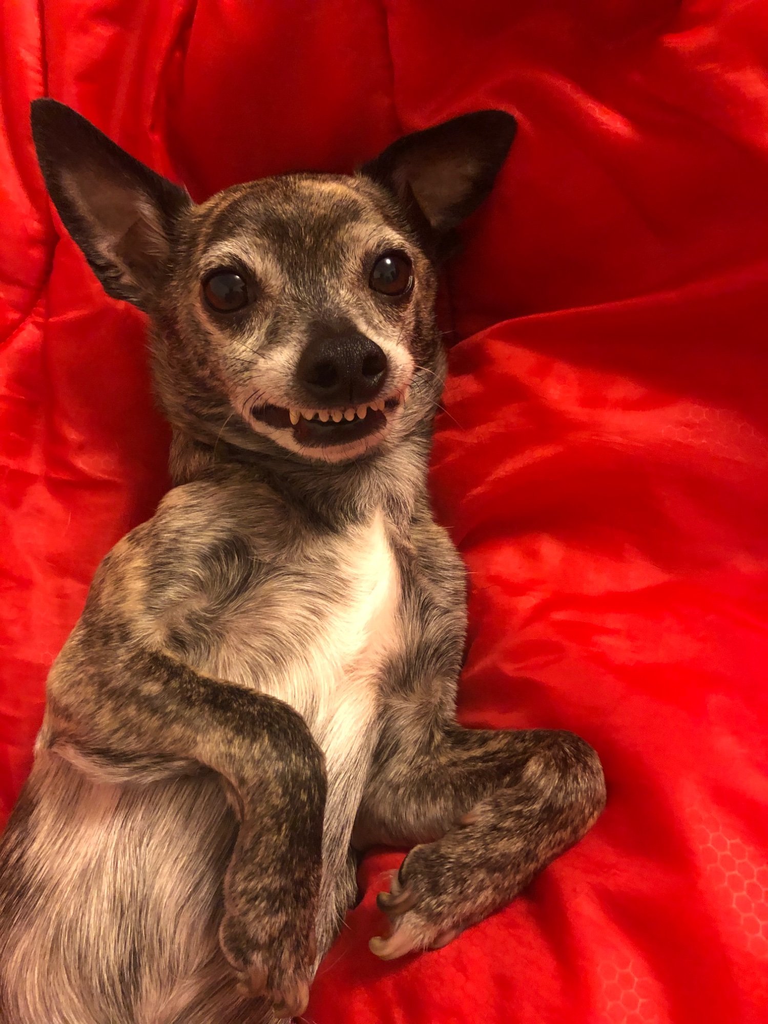 Pets with Paws Photo Contest—Official 2025 BYC Mini-Contest 99.jpg