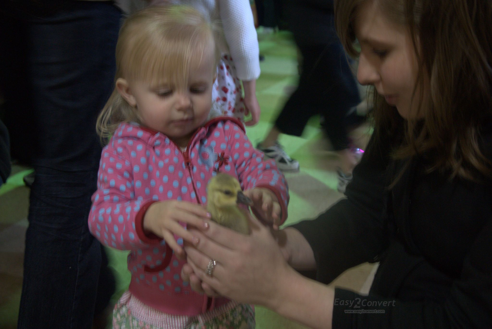 petting a duck