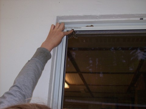 Petting the moth.