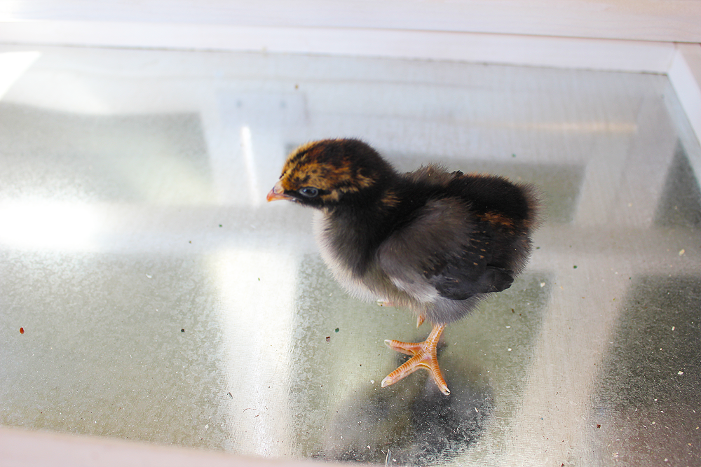 Petunia 2 weeks old You can tell Petunia from Clover because she has no