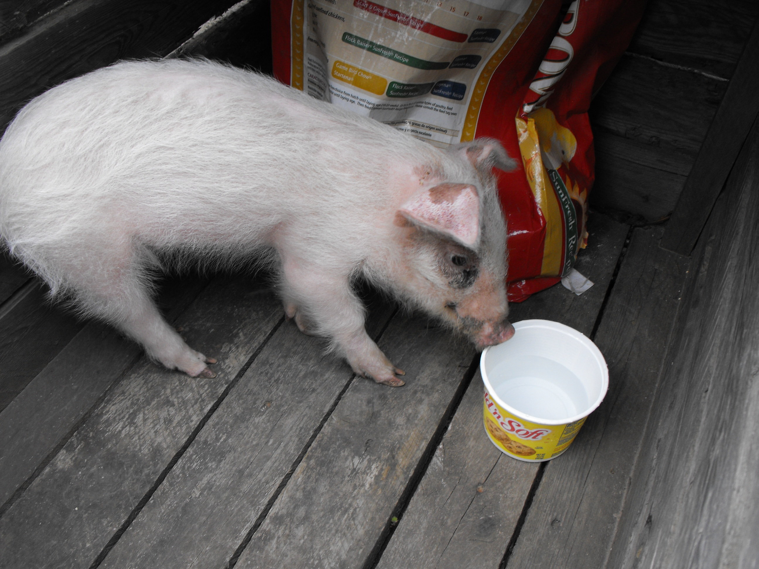 Petunia, 8 lbs when she canme home. Was 265 when she was brought home as bacon!