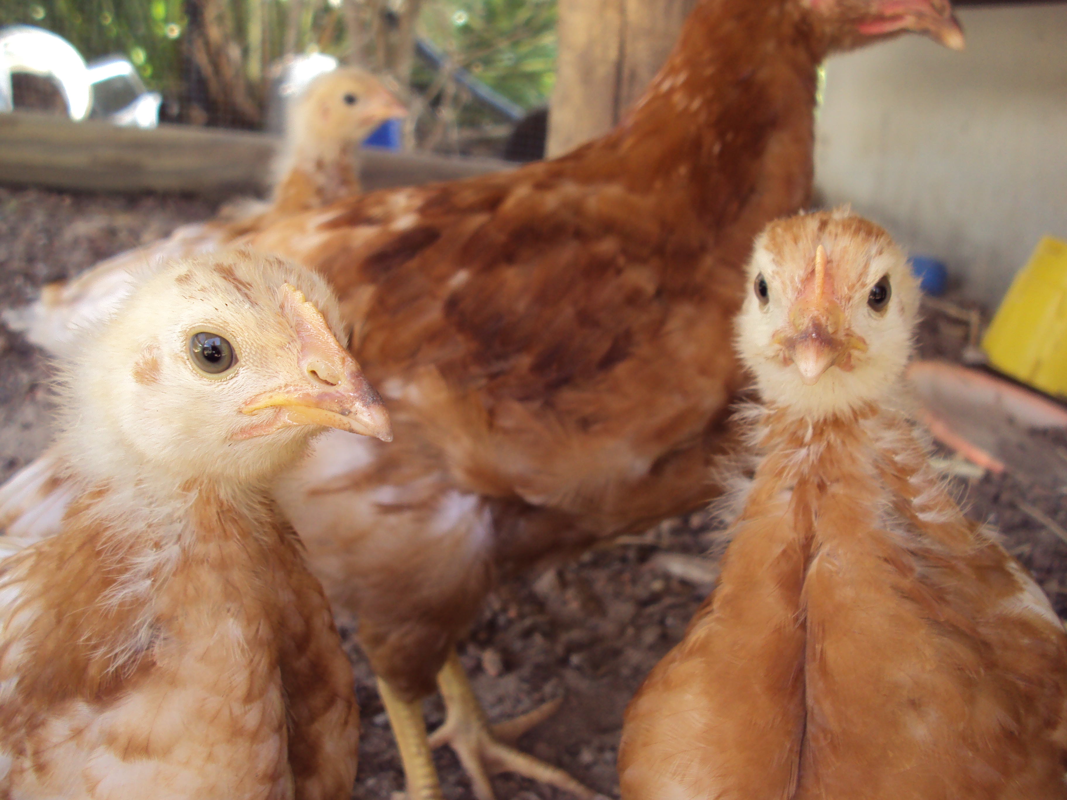 Petunia and Maybelle