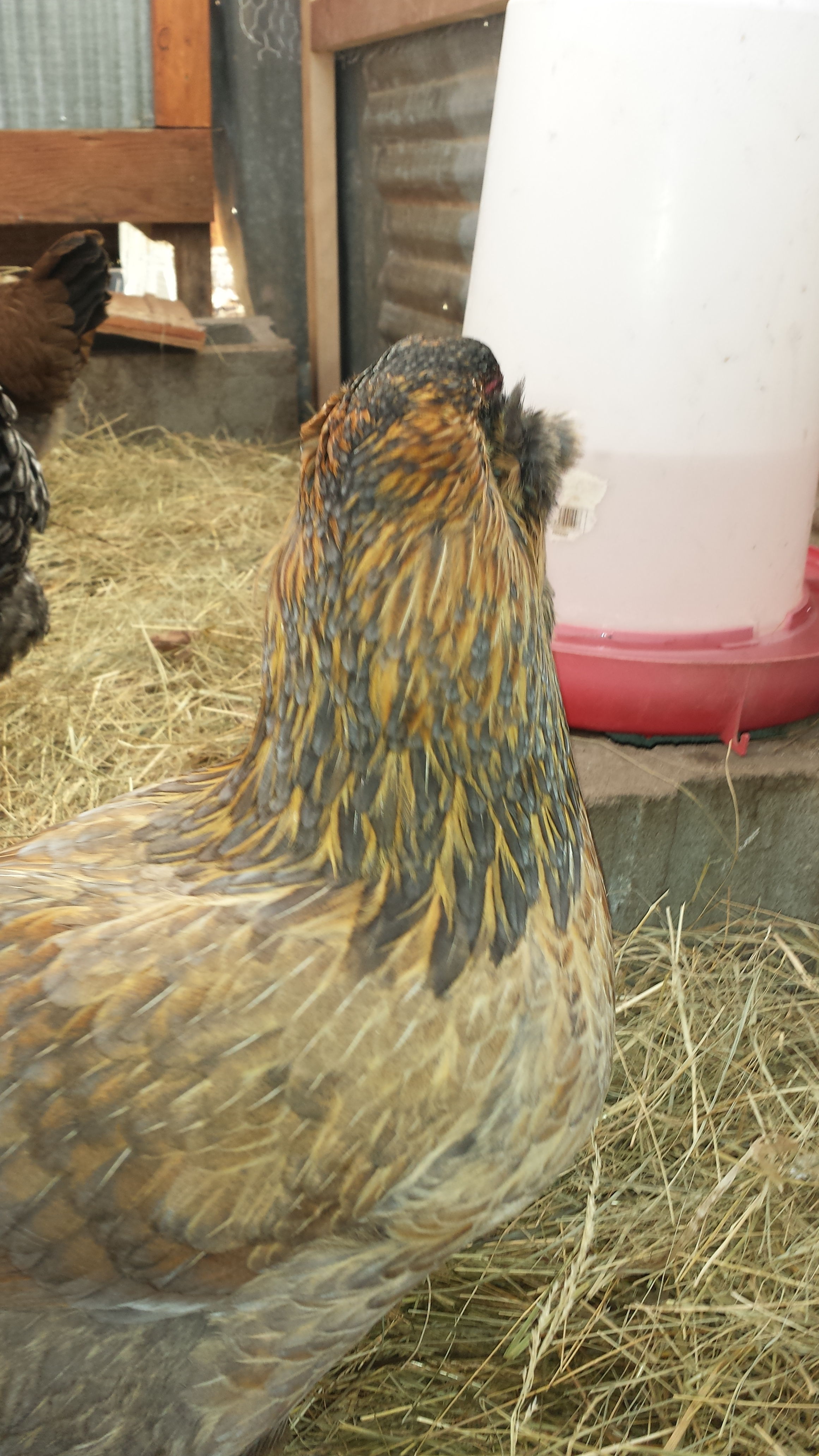 Petunia has some interesting markings.