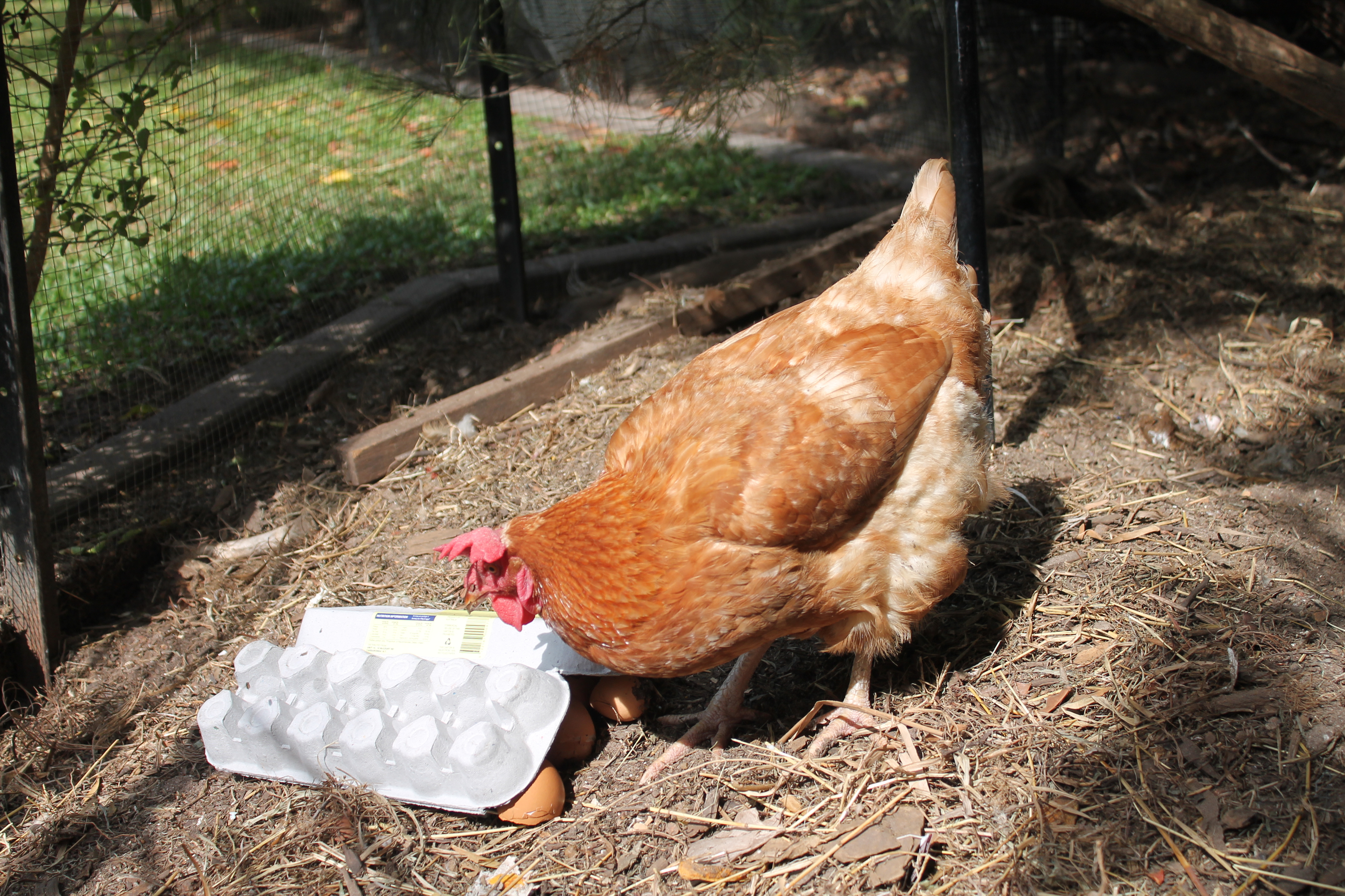 Petunia looking for crushed eggshells