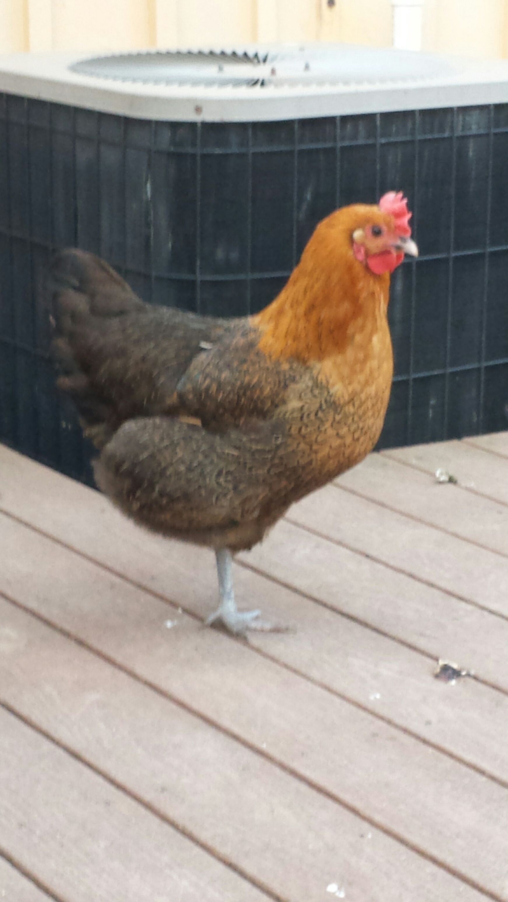 Pewee's girl.  French Black copper maran father and Orpington mother.  Killed last week by a pair of Red tail hawks while she was broody.  She must have come out to eat and they got her.