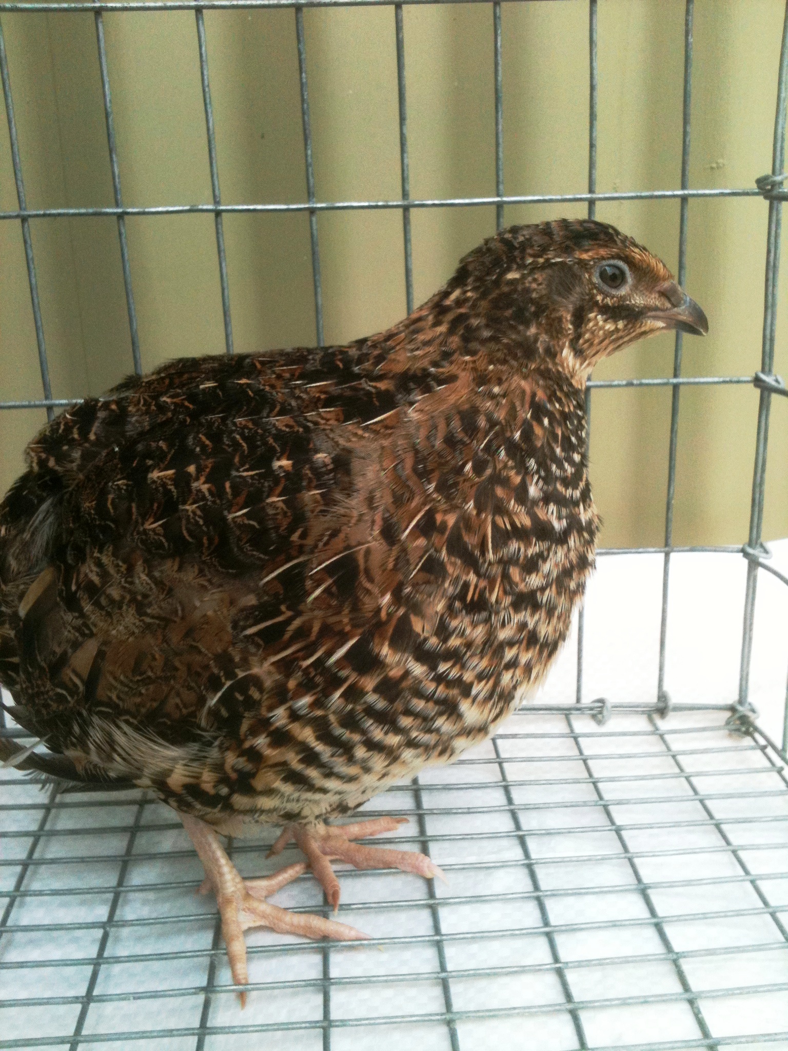 Pharaoh - "American Pharaoh" line ..hen