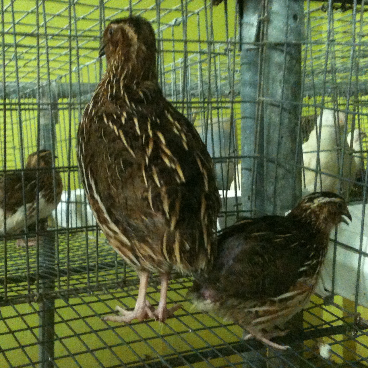 Pharaoh 
Bantam - Light Class .......3 to 6 ounces each

Pharaoh
Jumbo - Heavy Class........10 ounces and above