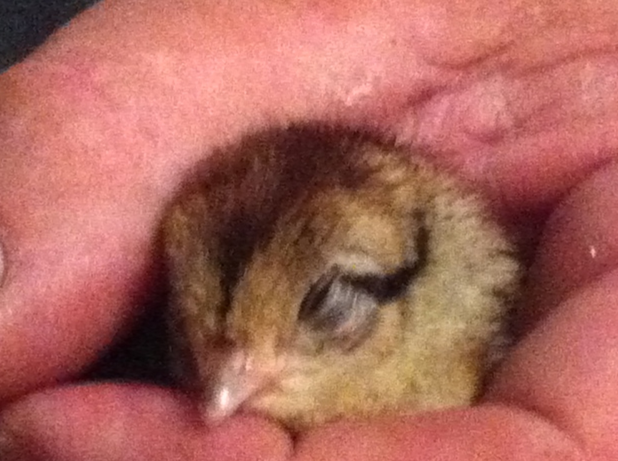 Pheasant chick