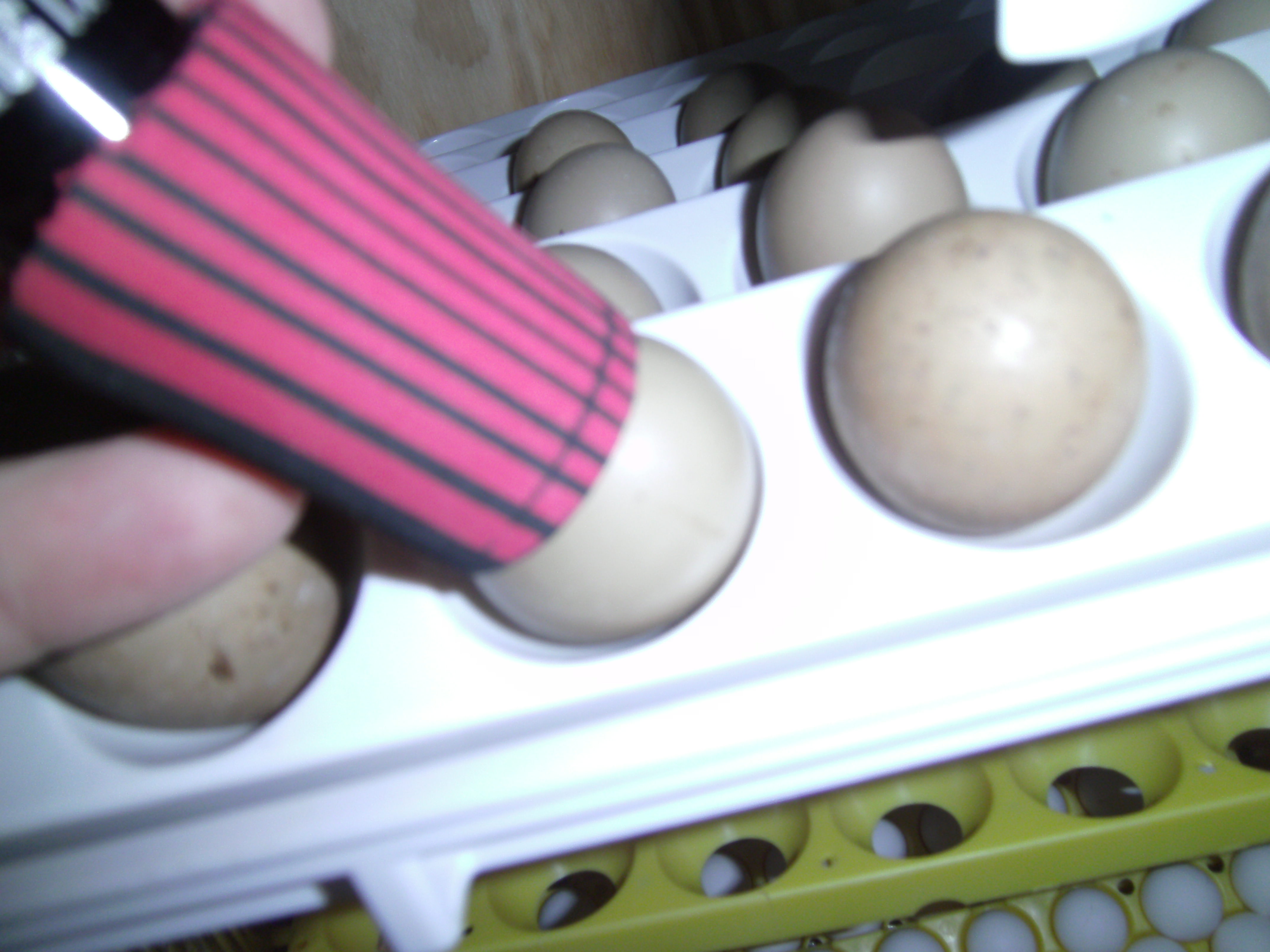 pheasant egg candling