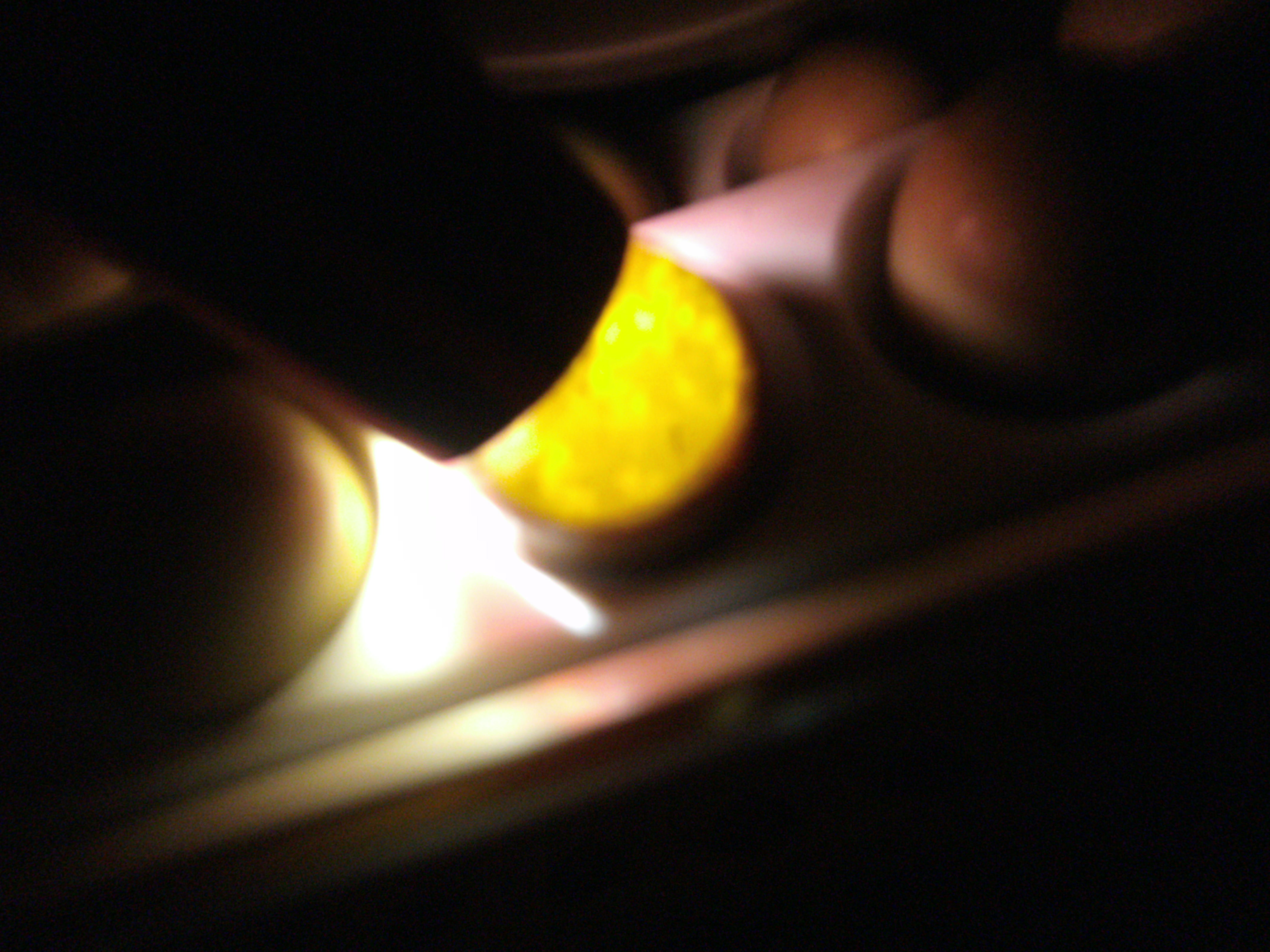 pheasant egg candling