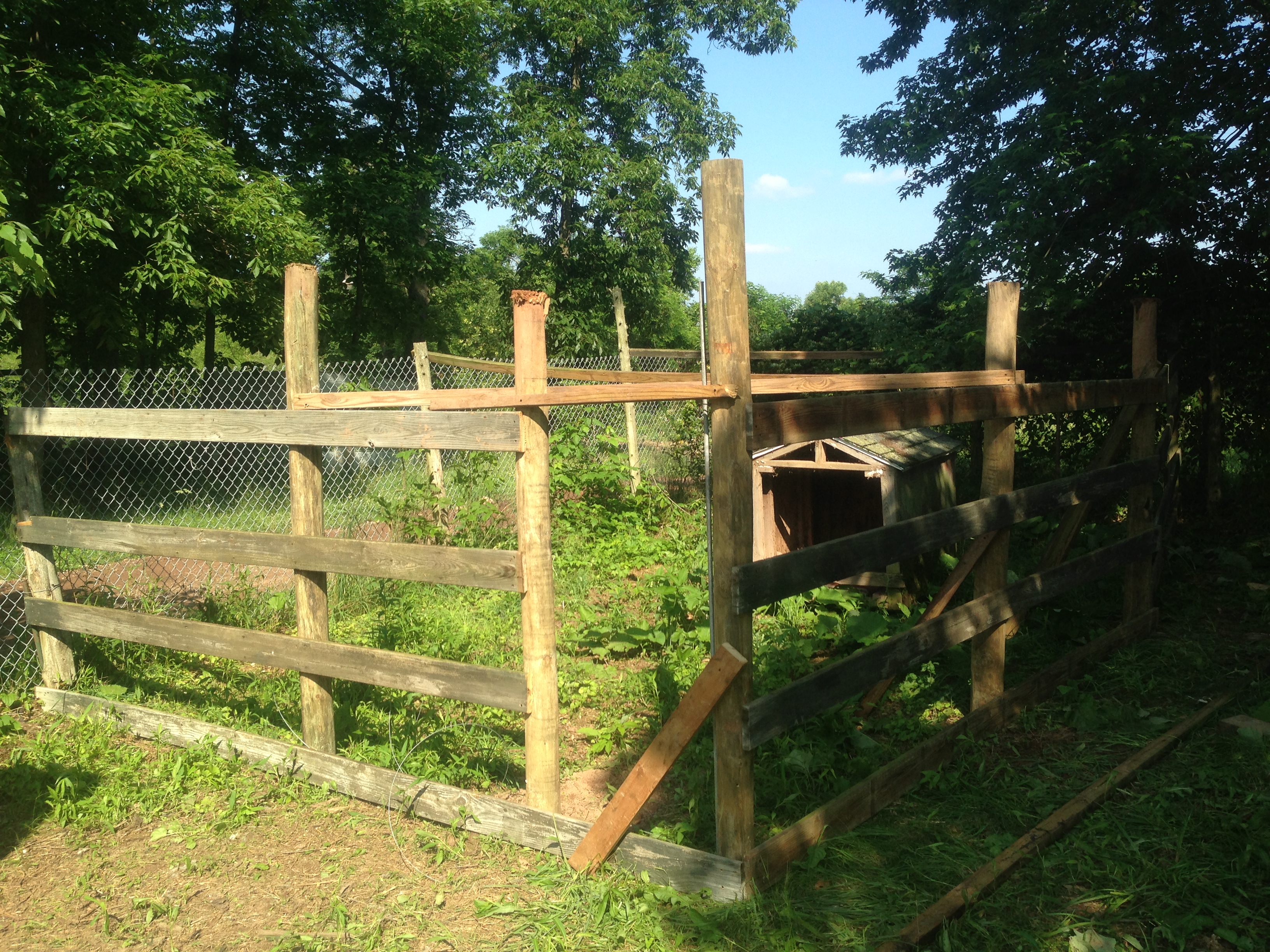pheasant pen starting