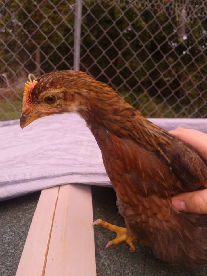 Pheonix