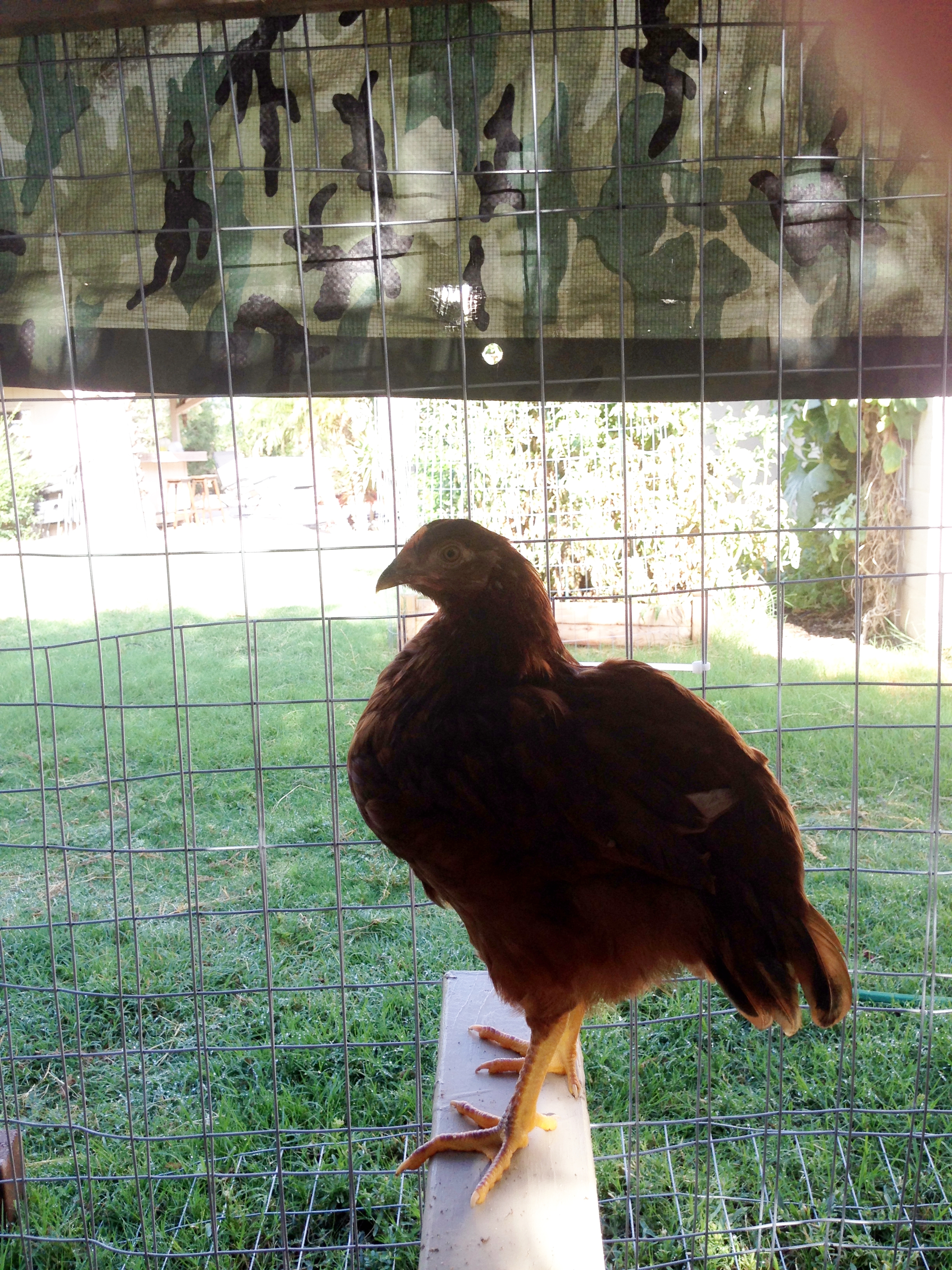 Phillie about 2 1/2 months