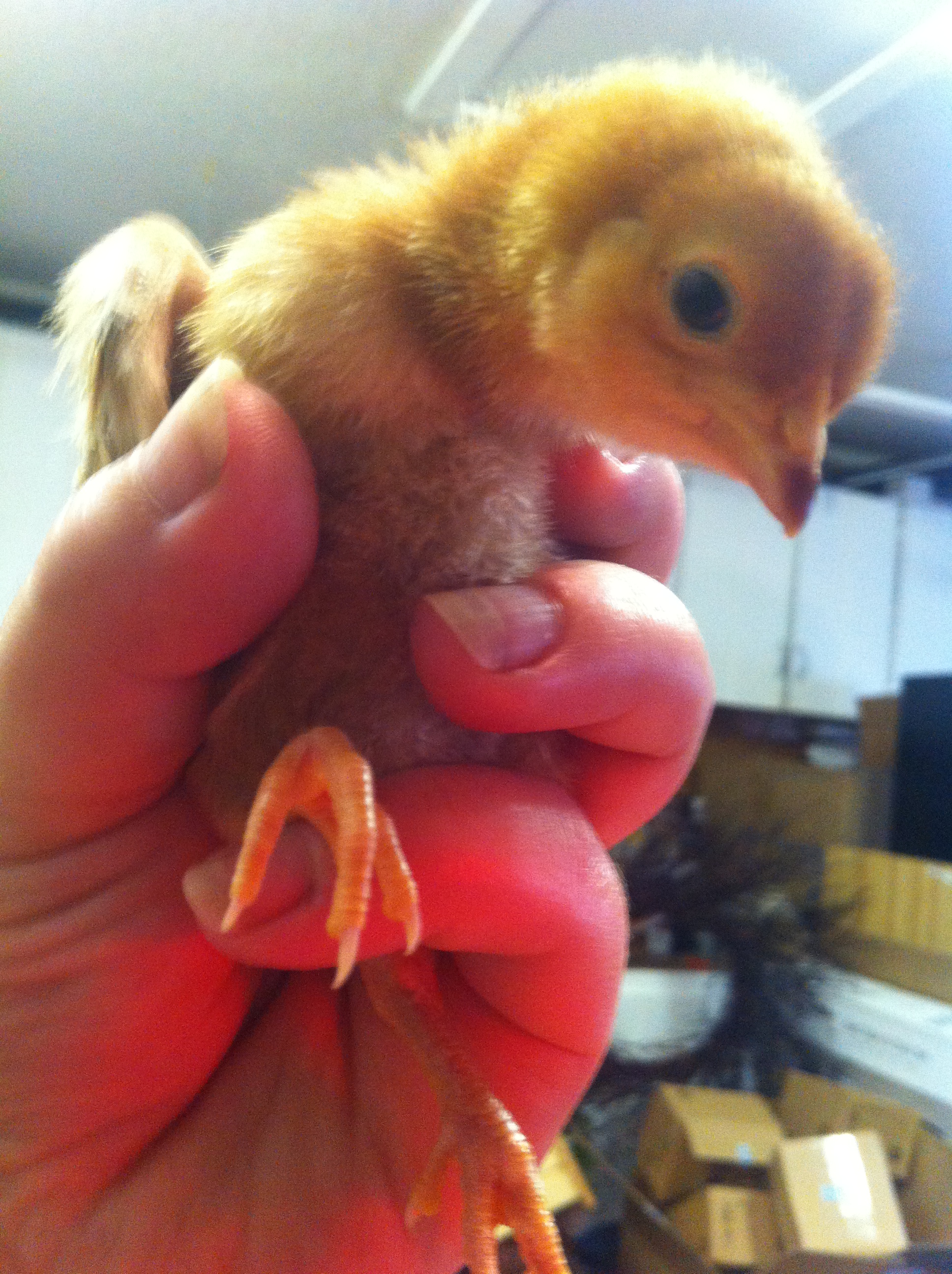 Phillie -Rhode Island Red about 2 weeks