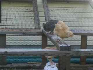 Phillip with our Buff Hen Alice.