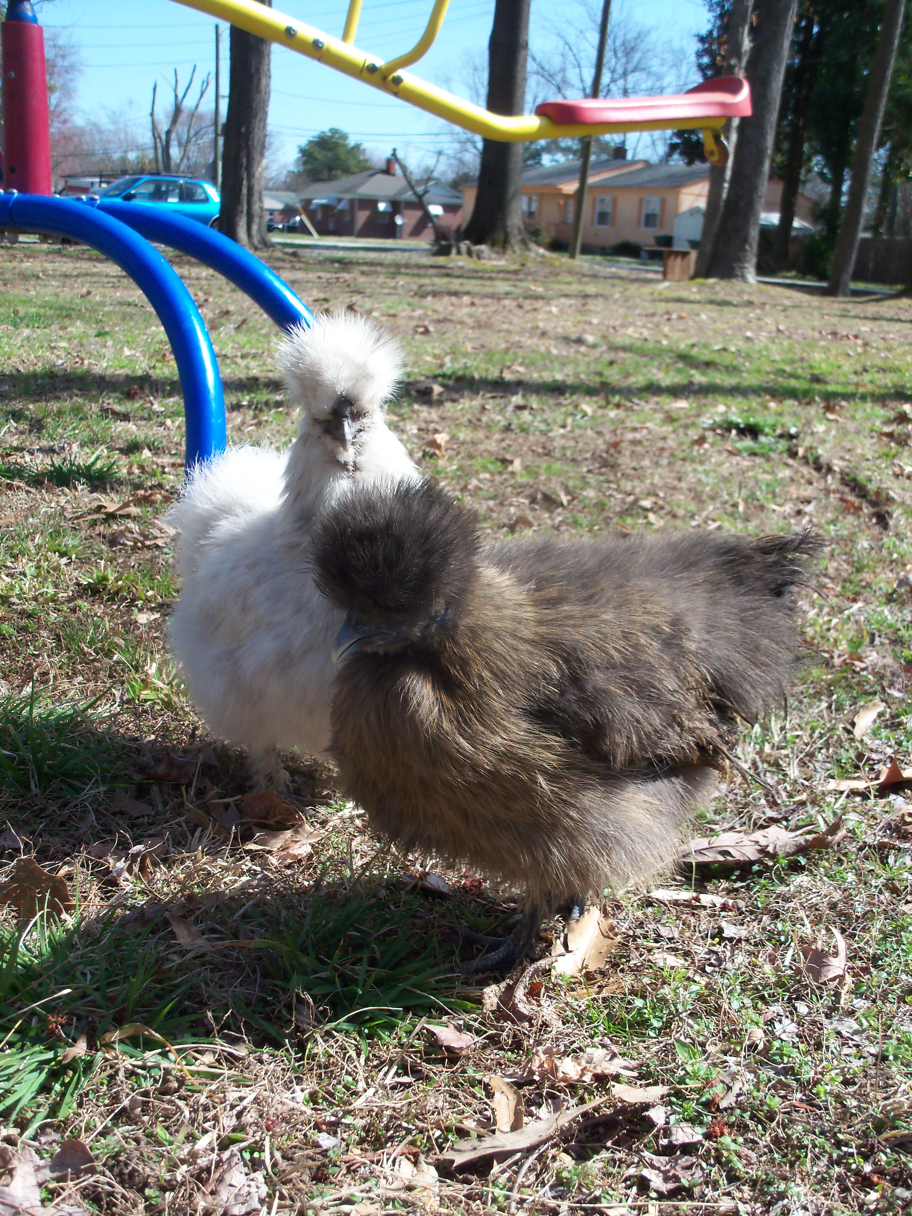 Philly was saved by me on a trip to Philly for a family 911. I saw this place on the corner in the city that sells live chickens and either kills them for you or you take them home..sadly I could only rescue one at the time. And thats my Philly. She has just turned out to be the sweetest , best pet silkie I have ever had. And follows me wherever I go!