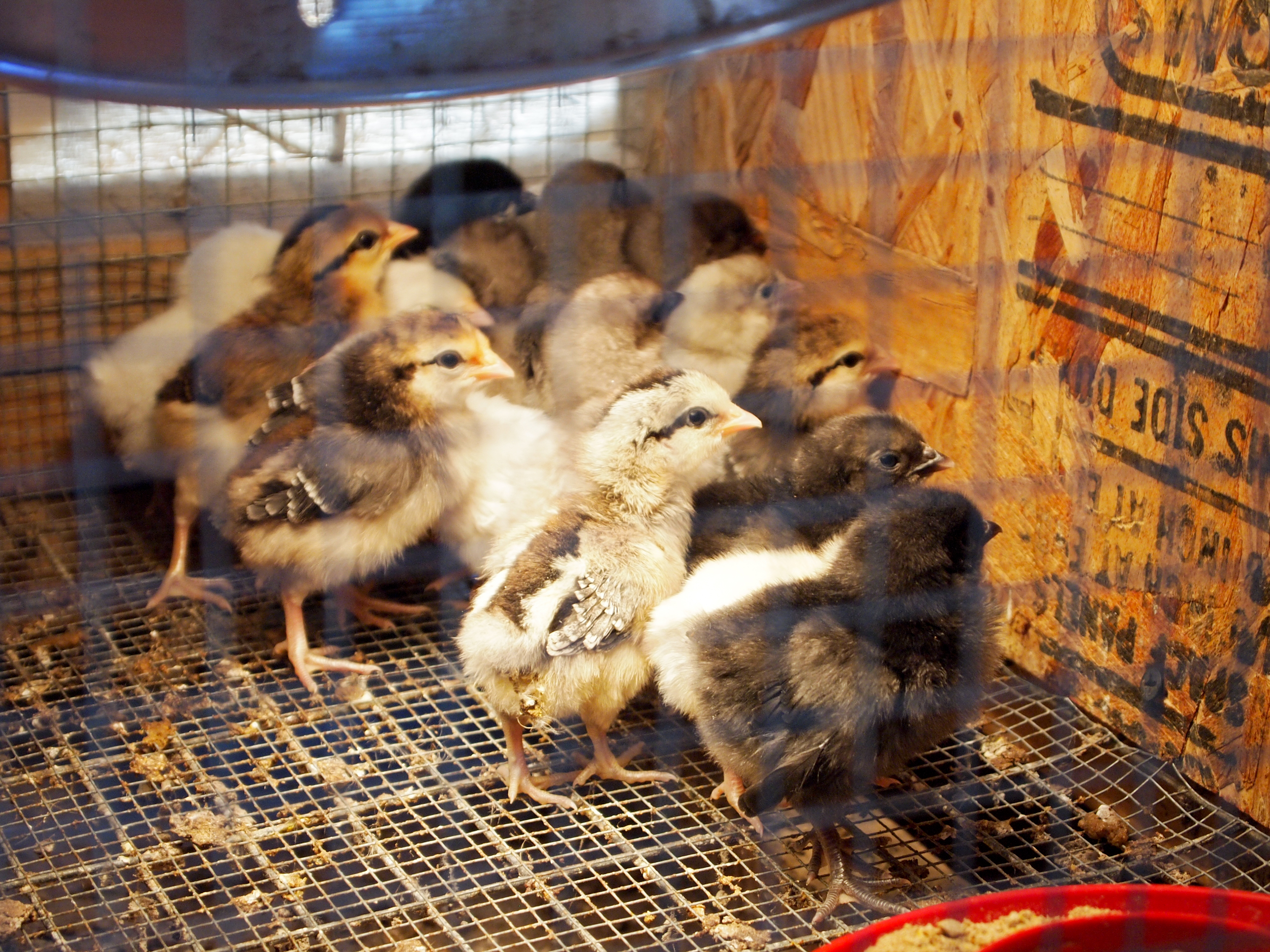 Phoenix Bantam chicks