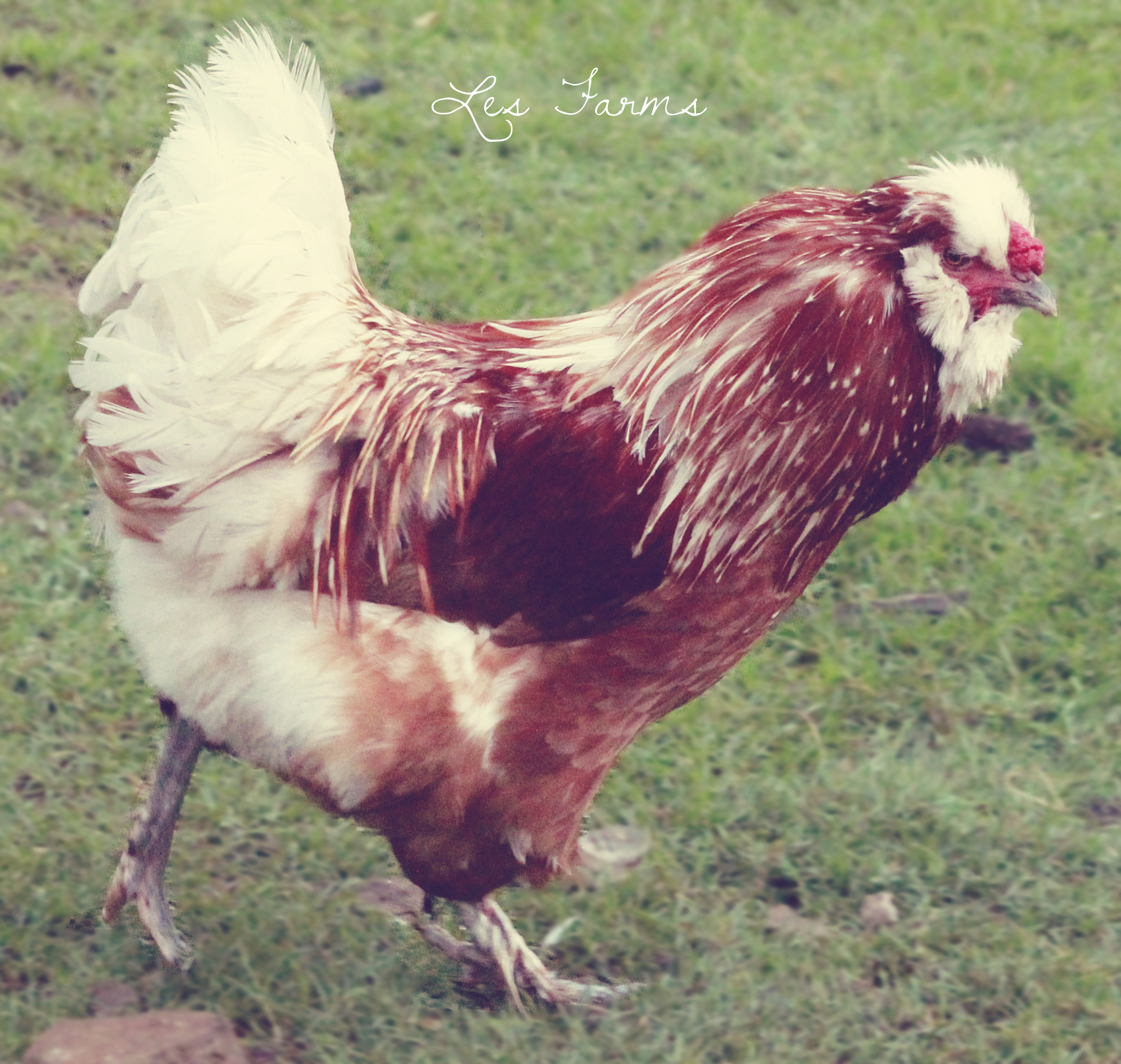 Phoenix - Crested Easter Egger Cockerel