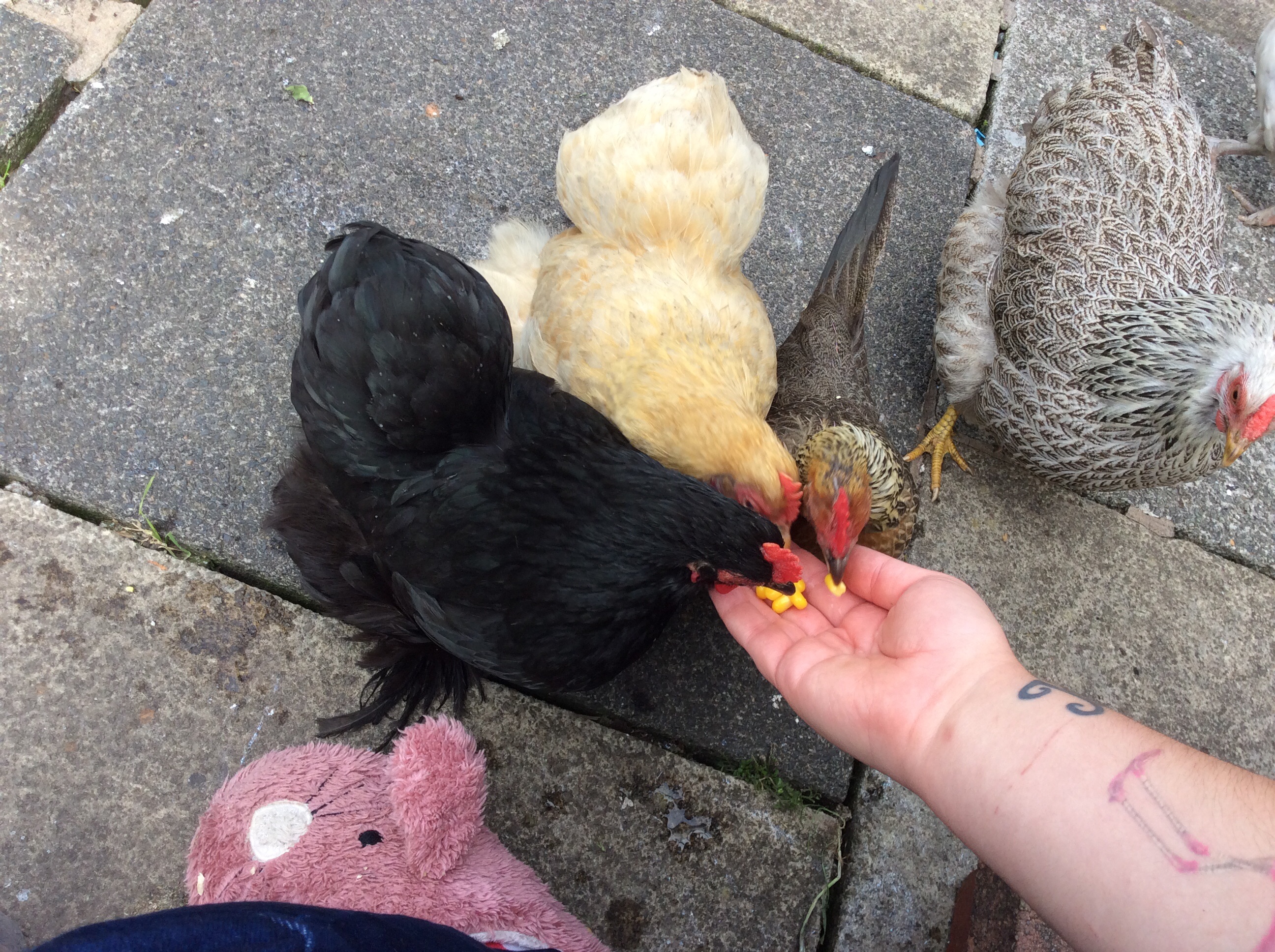 phoenix, Jane, Ann and Delilah