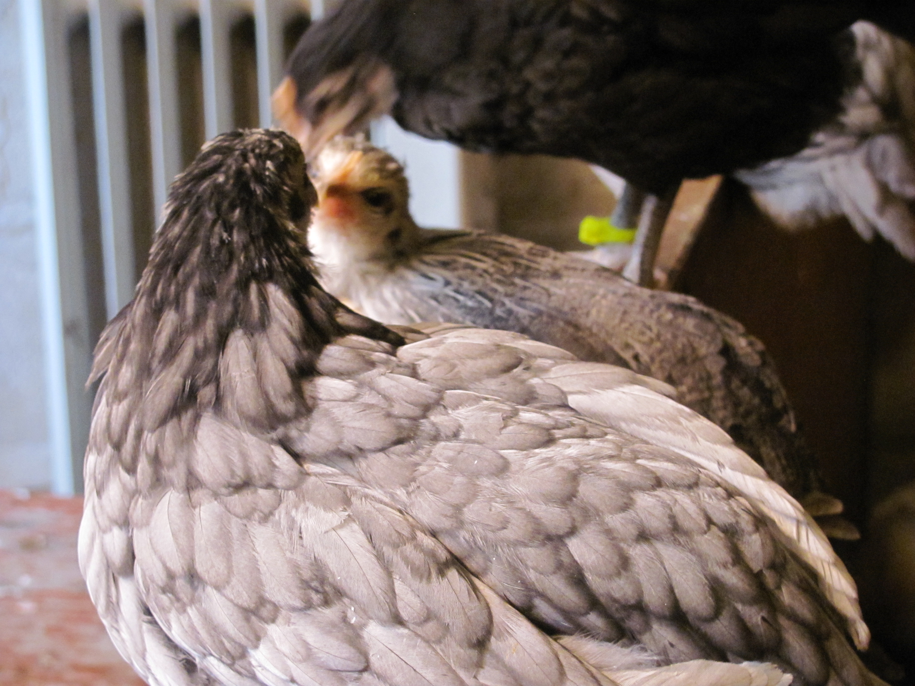 Phoenix sandwich