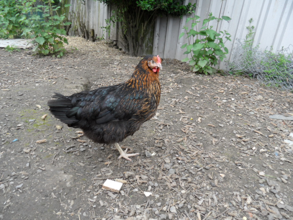 phoenix the black rock pullet