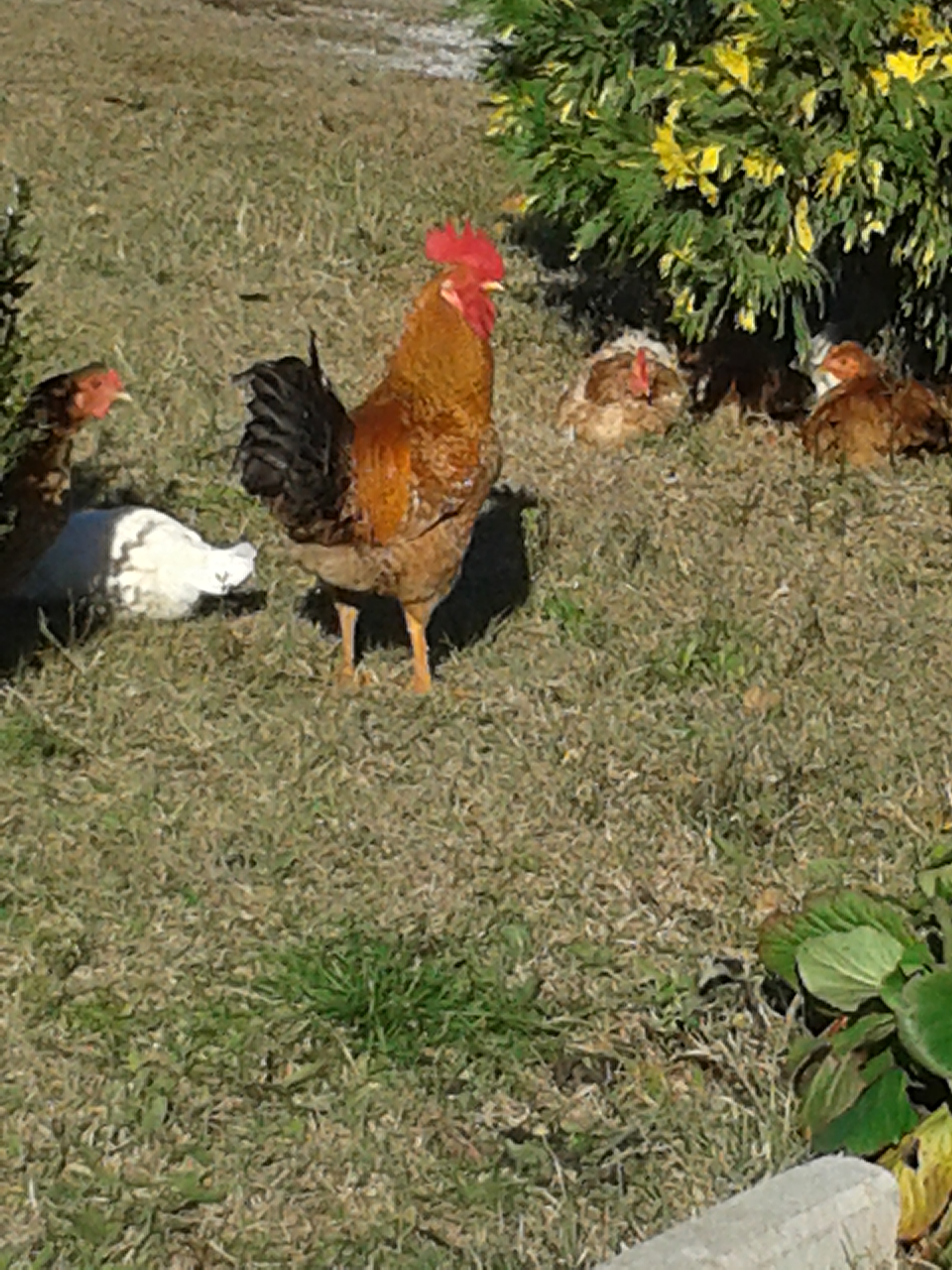 photo from last year. I do not have any offsprings from him because I had him in a time that I didn't hatch any chick :)