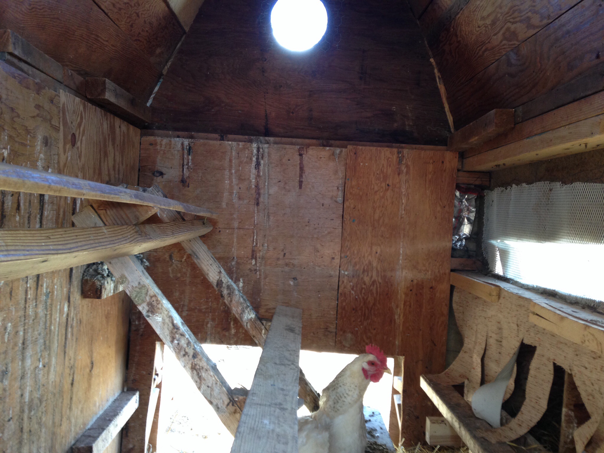 Photo is inside roosting area of coop. We will be re doing the roosts in the next week or so.