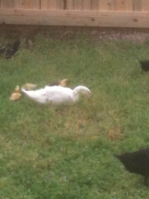 photo.JPG

Ducks out enjoying the day