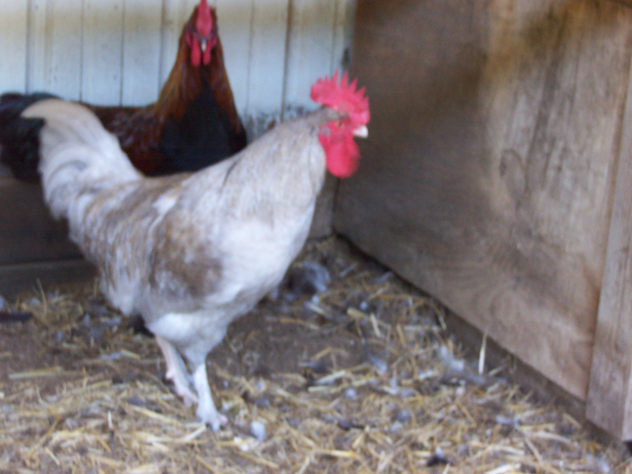 PHOTO OF MALE FROM THE wHITE mARANS EGGS looks to want to ba a cuckoo or something like that.