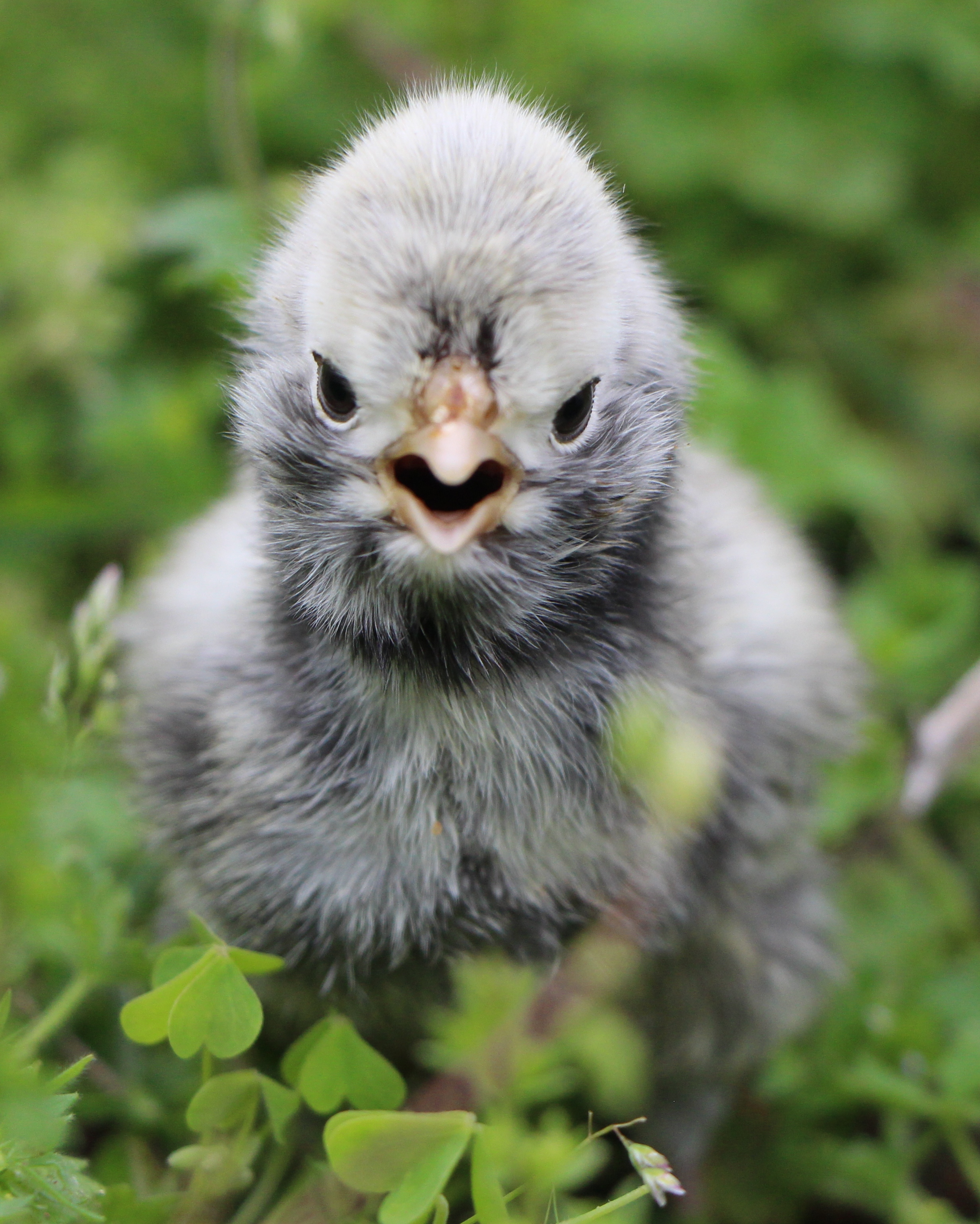Photo of one of our Polish Chicks