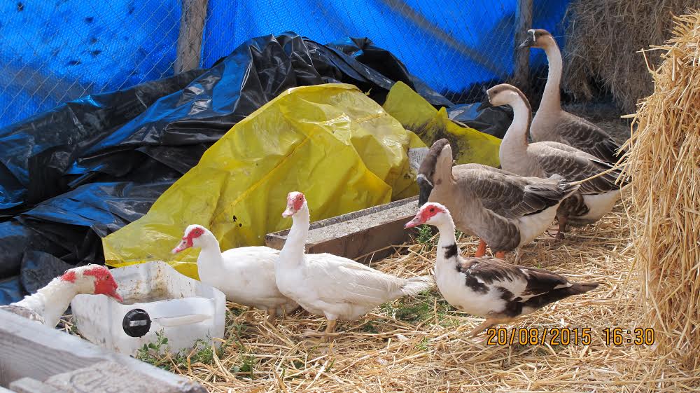 Photos taken the first days of arrival when everyone was penned into an area under the open barn where they would learn to return at night to sleep. The area turned out to be perfect, though we're building a new shelter made exclusively of pallets and bording a pond dug for both breeds to swim in during the warmer months here in northern France.