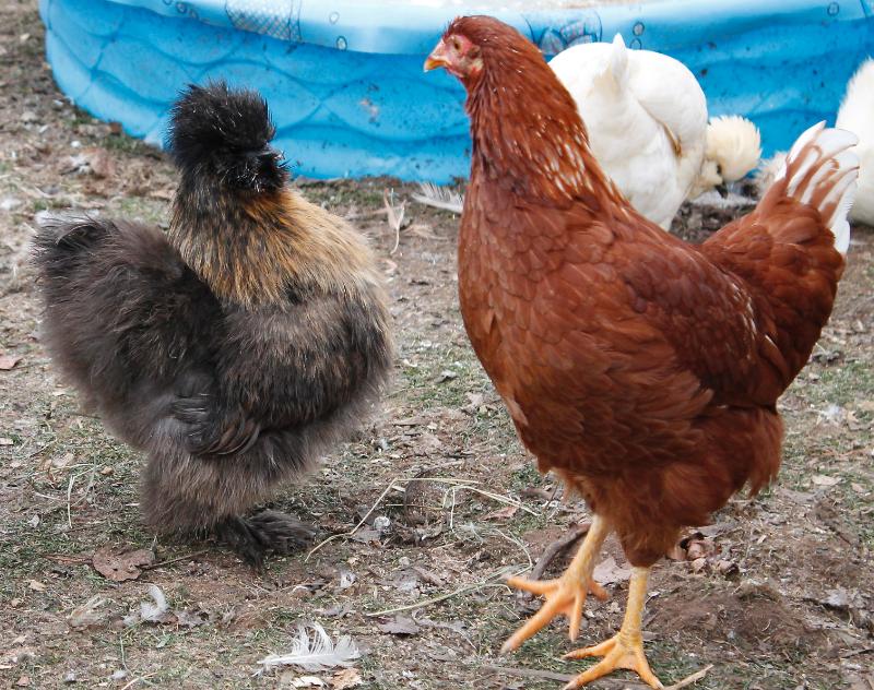 Phyllis - 7 month old partridge silkie pullet showing a RSL who is boss