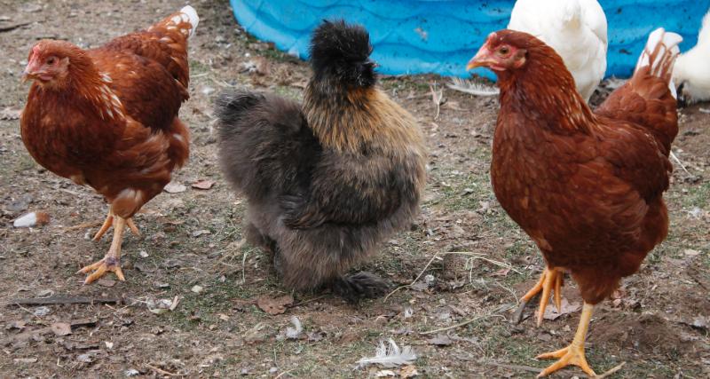 Phyllis - 7 month old partridge silkie pullet showing a RSL who is boss