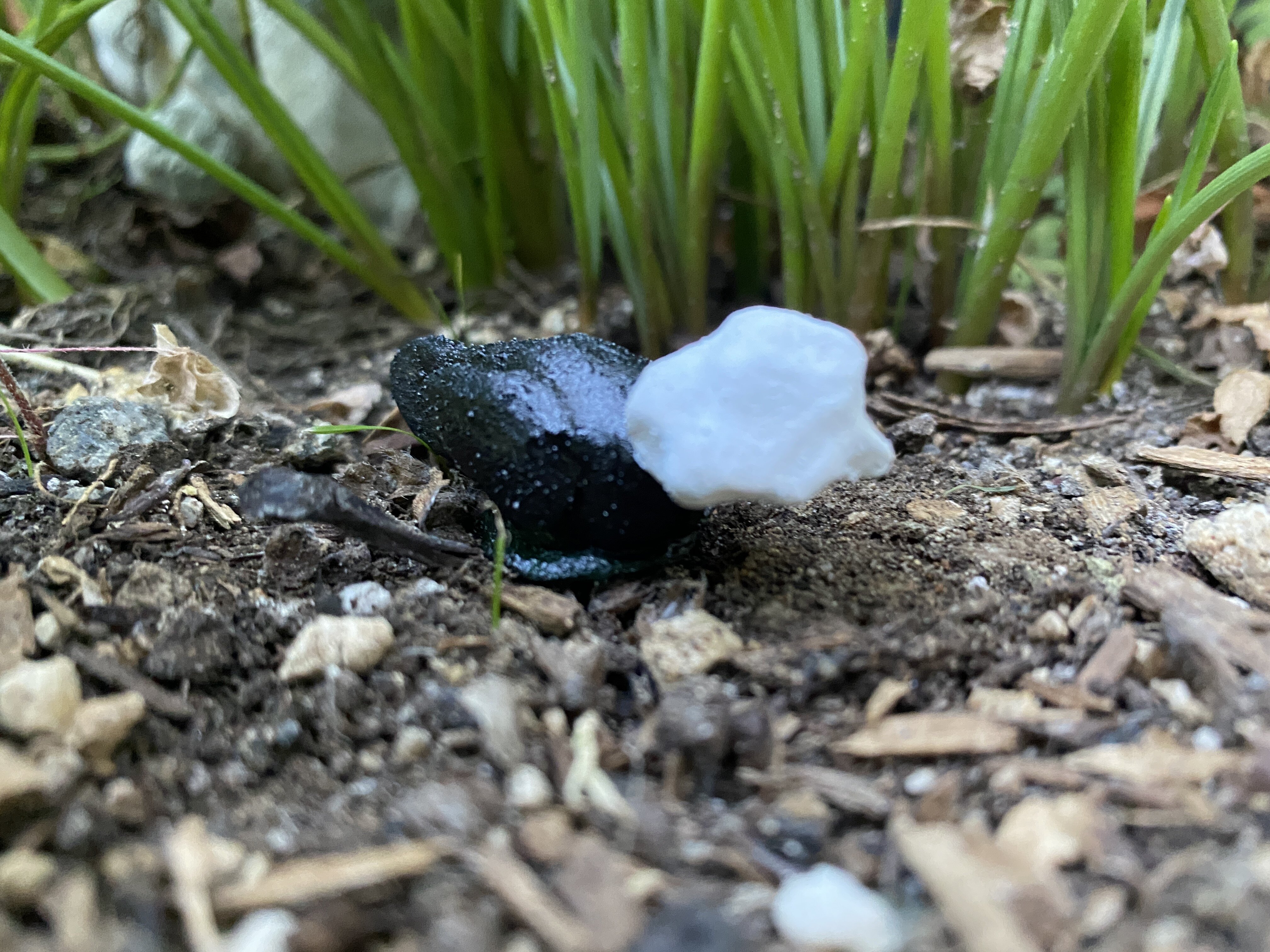 Phyllis, a Polish hen.