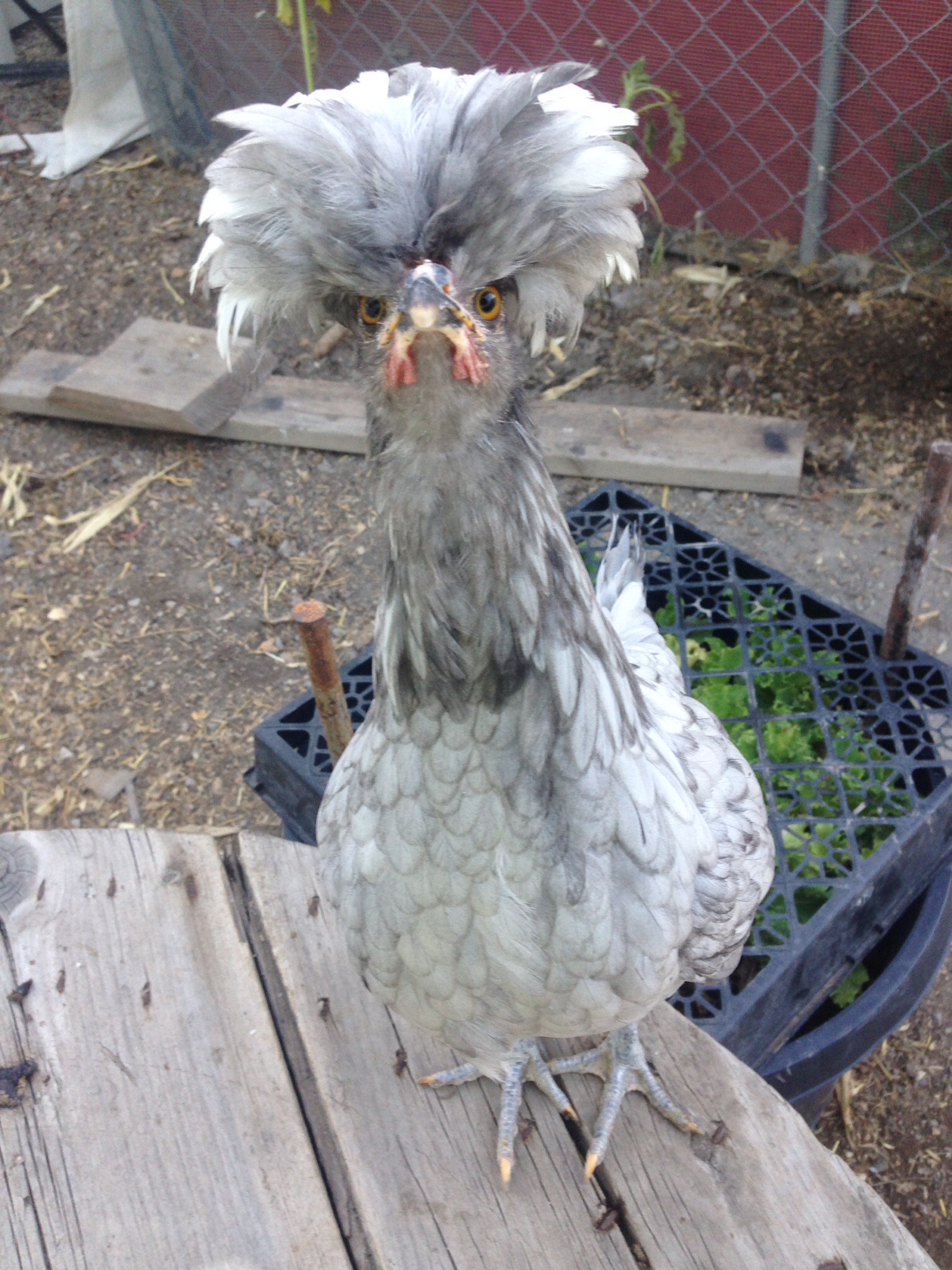 Phyllis again, she's a camera hog